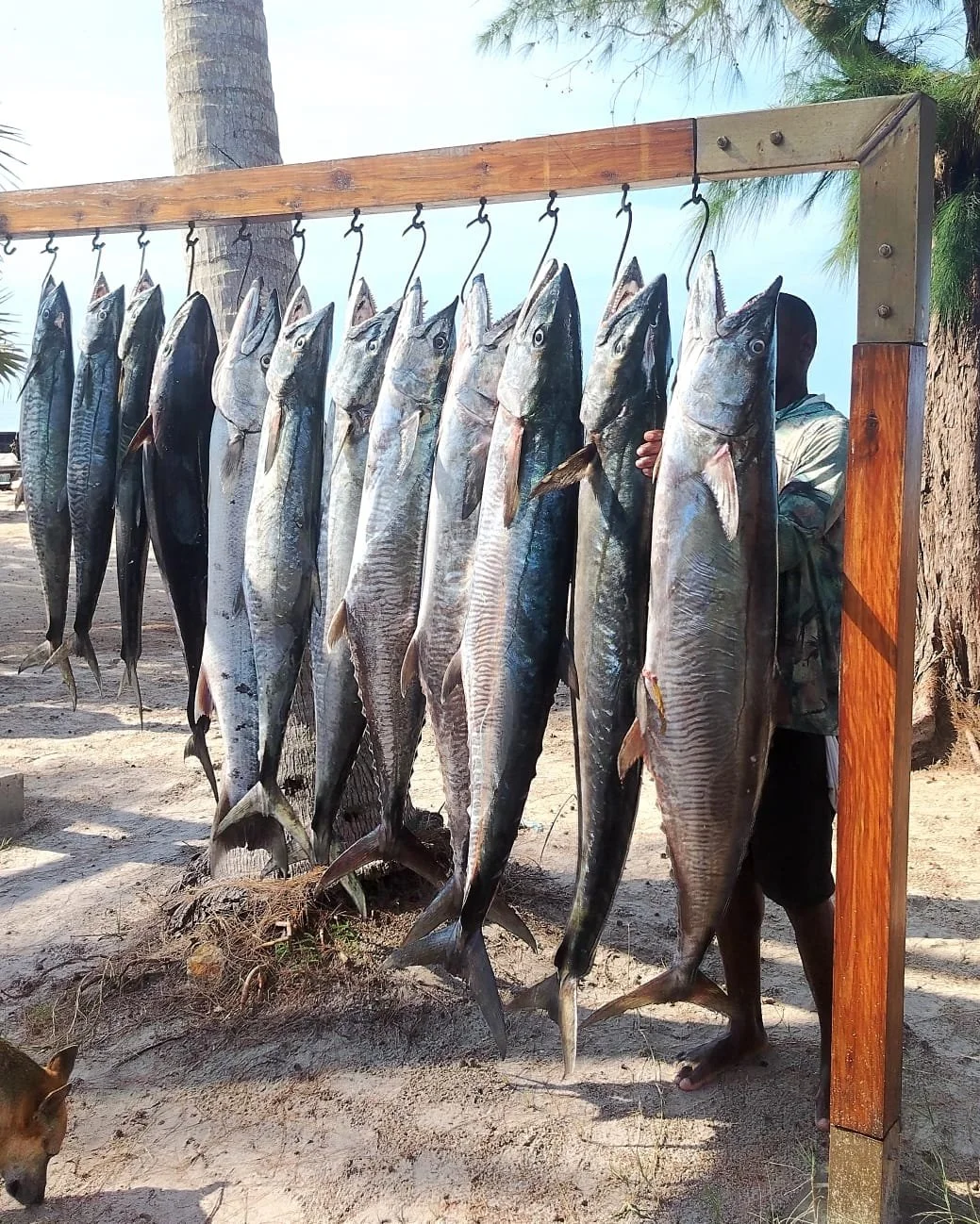 Multiple large fish hanging on hooks in a row outdoors, with a person partly visible behind them.