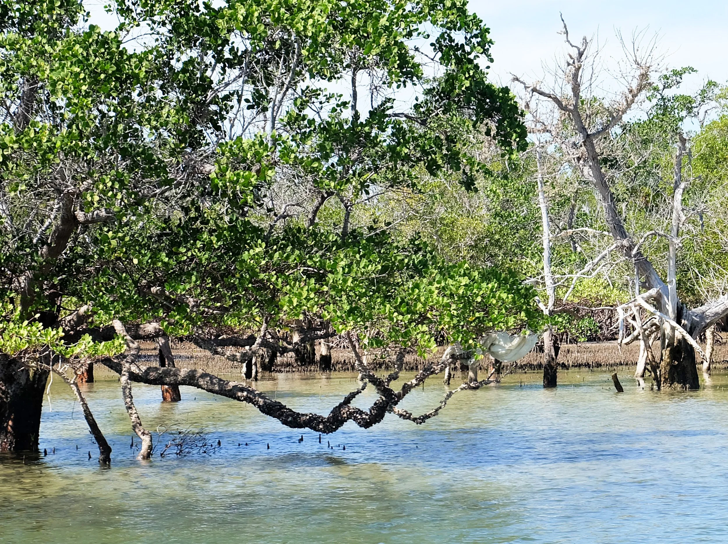 Mangrove trees growing in water with roots partially submerged, some branches are leafless, and some are green, in a wetland area.