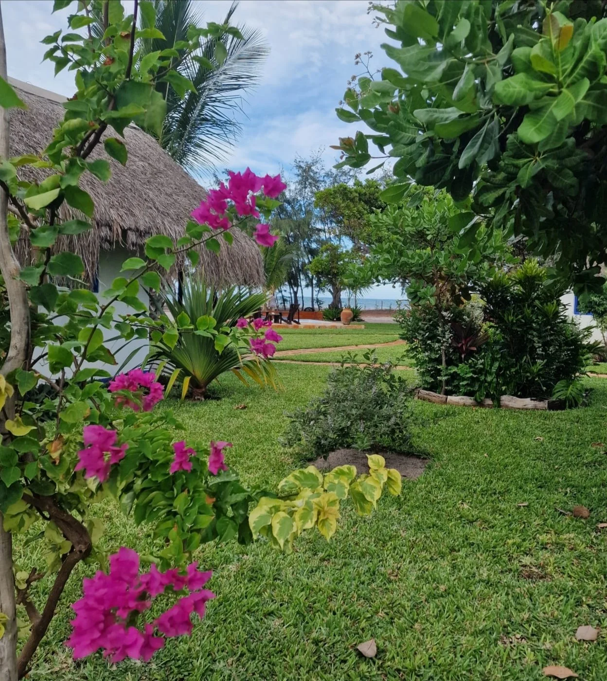 Tropical garden with pink bougainvillaea, lush green plants, palm trees, thatched roof hut, grass lawn, and view of the ocean in the background.