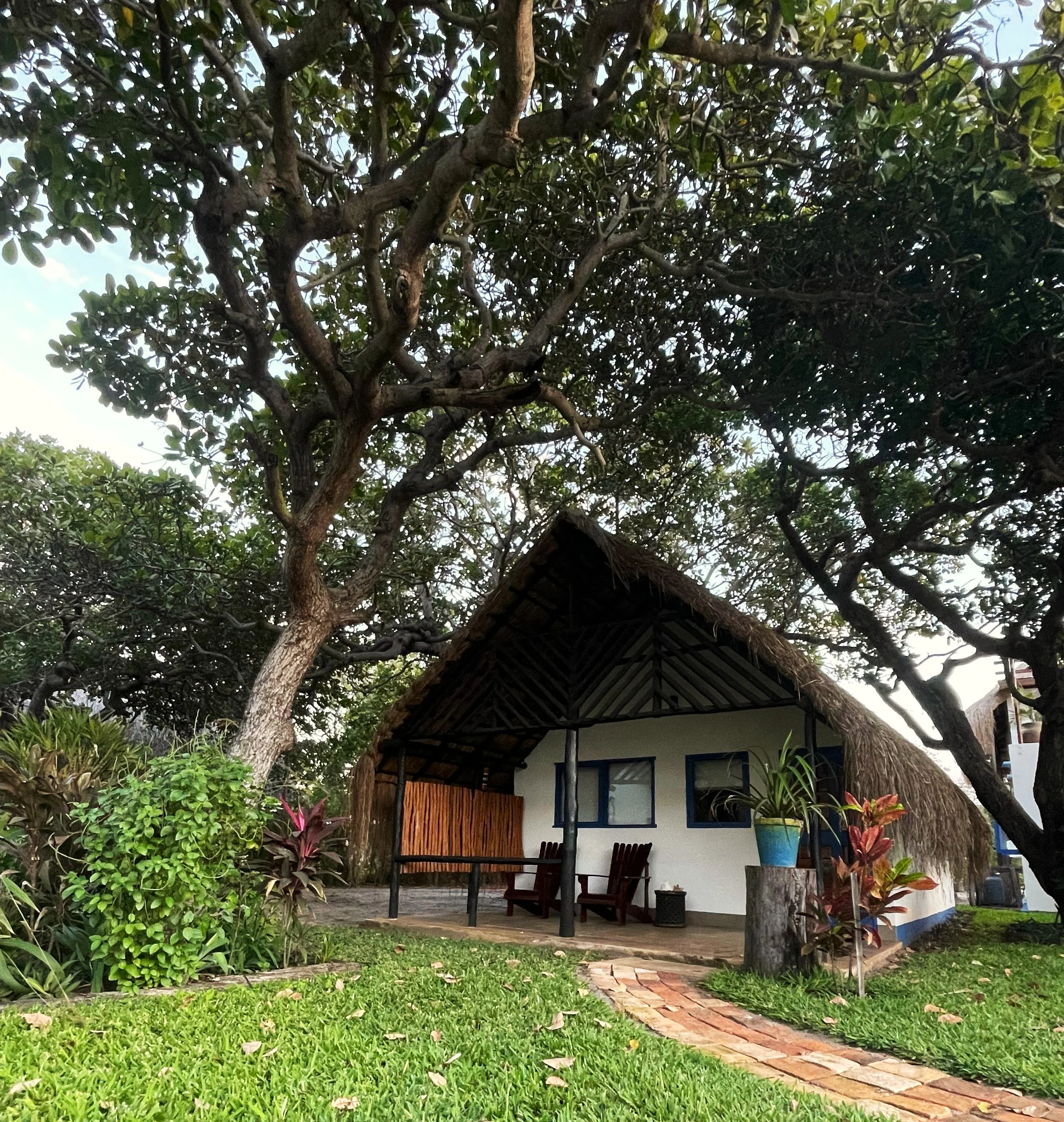 A garden scene featuring lush green grass, various plants and shrubs, a large tree with dense foliage, a small white house with a thatched roof, some outdoor furniture, and a brick pathway leading to the house.