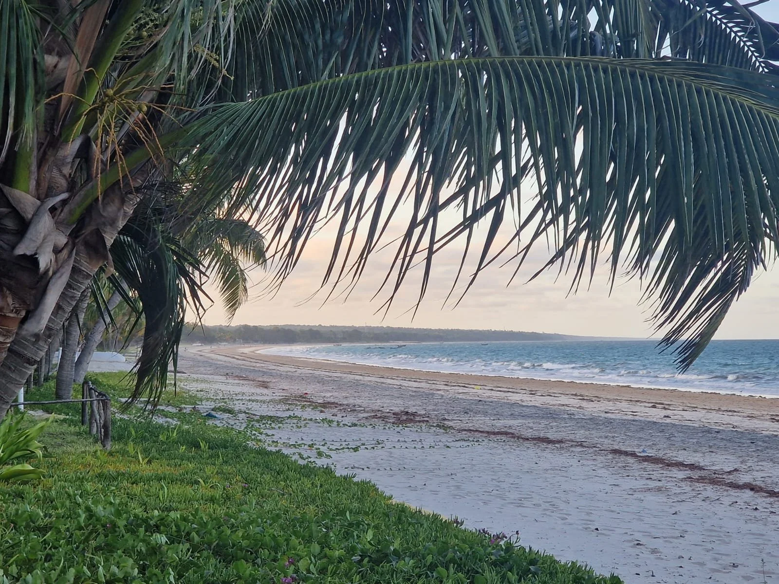 A tropical beach scene with palm trees in the foreground and a sandy shoreline extending along the ocean, with gentle waves and a cloudy sky in Inhassoro, Mozambique.
