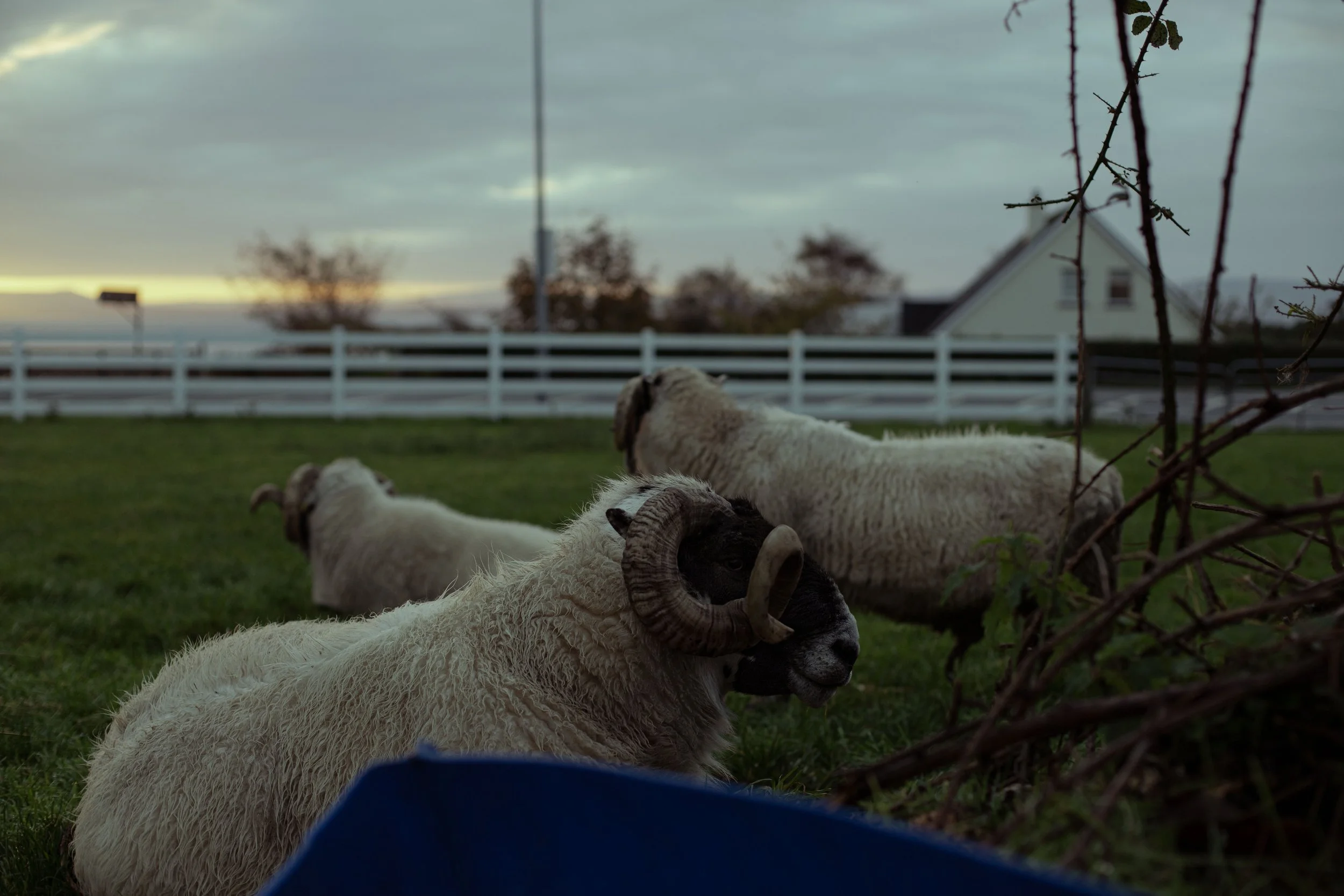 CarlinSamB00935206IMG_9808 copy.jpg