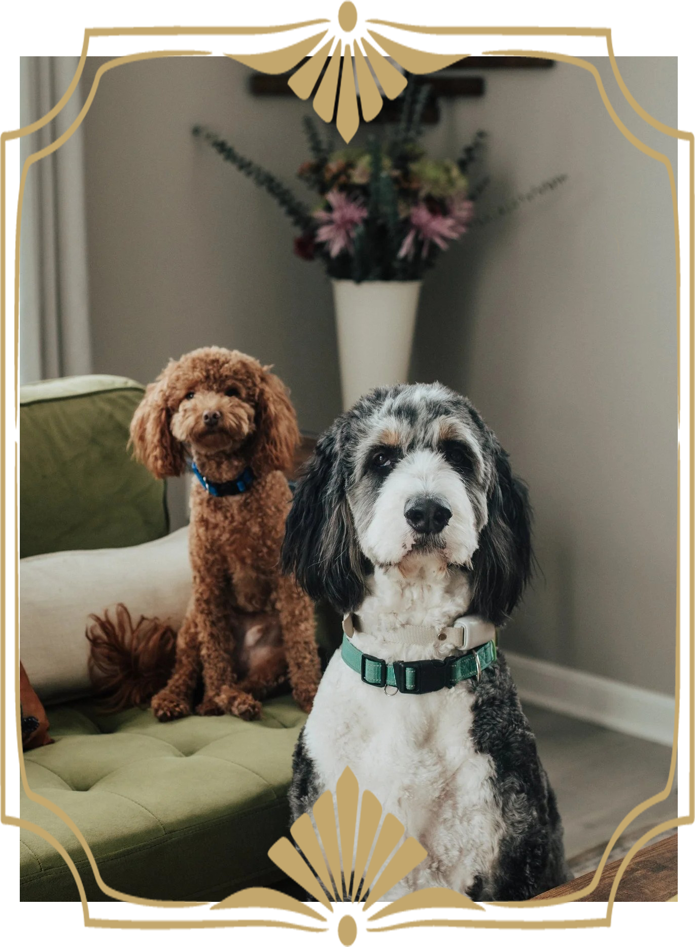 Two dogs, a brown poodle and a black and white mixed breed, sitting on a green cushioned sofa in a living room with a large vase of flowers in the background.