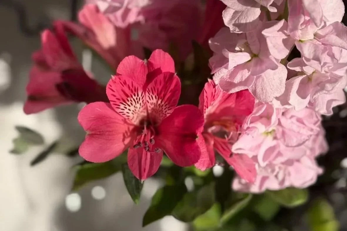 Close-up of pink and red flowers, including a pink flower with speckled petals and another cluster of light pink flowers, with green leaves in the background.