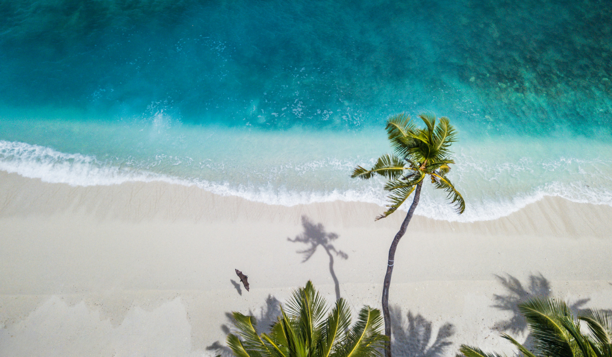 Aerial picture of a remote beach. There is the ocean, the sand and some palm trees persent.
