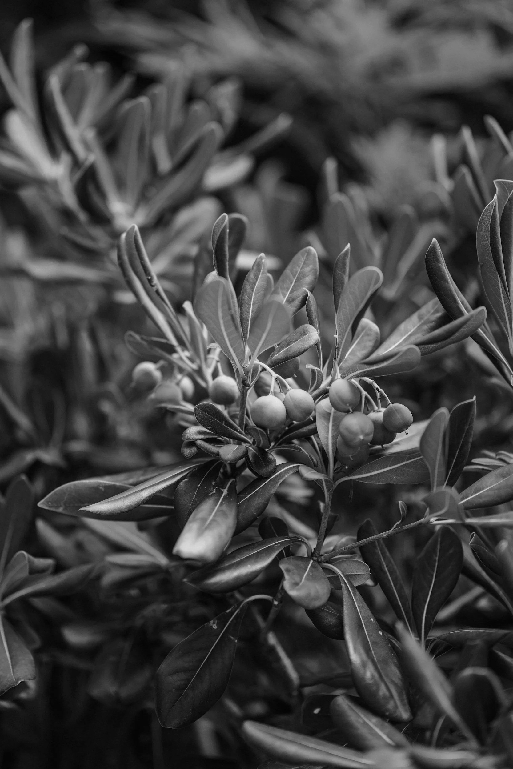 Black and white photo of a plant with oval leaves and small round berries.