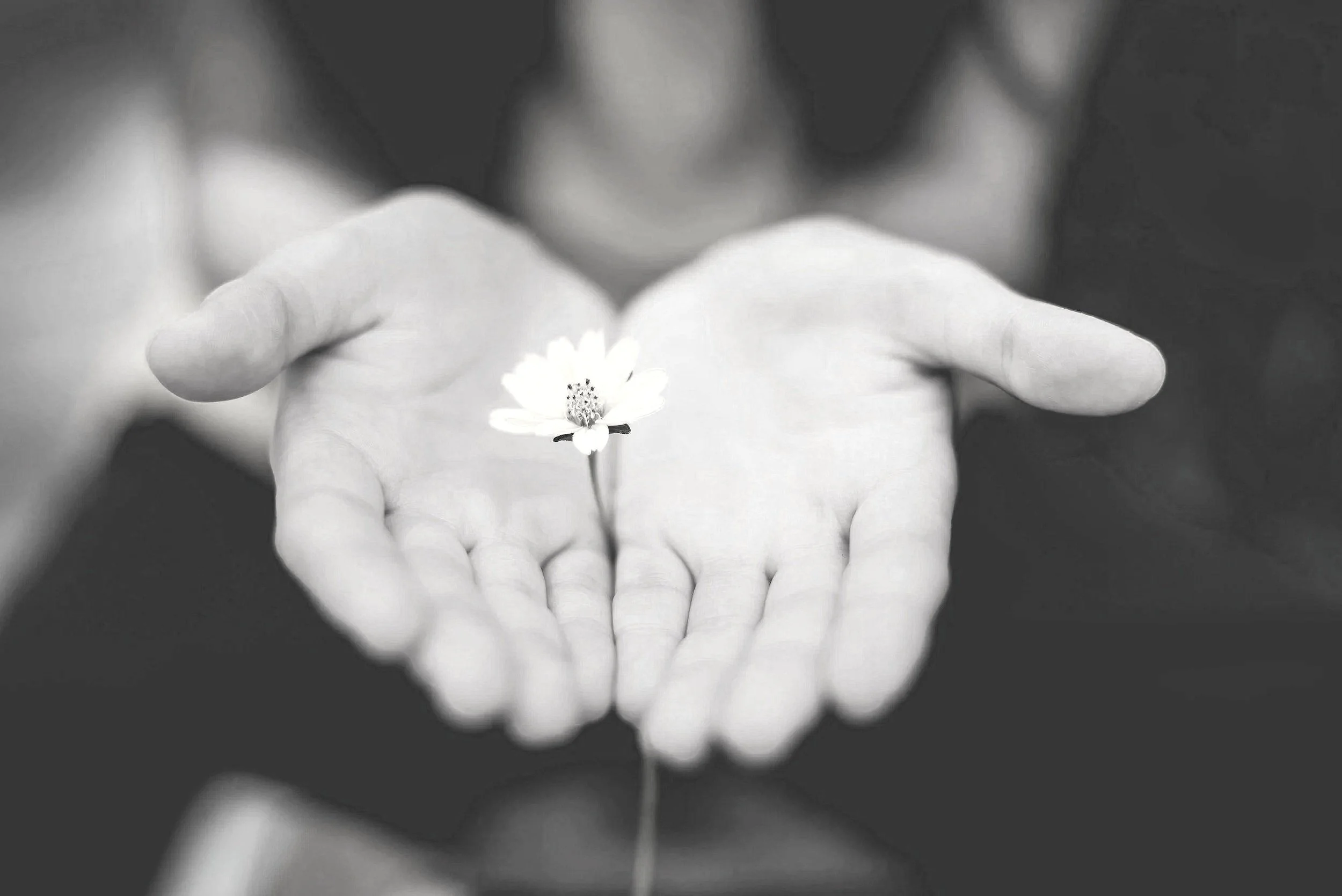 Zwart-wit foto van een persoon die een kleine bloem vasthoudt met beide handen, de bloem ligt in de handpalmen. De persoon is vaag in de achtergrond zichtbaar.