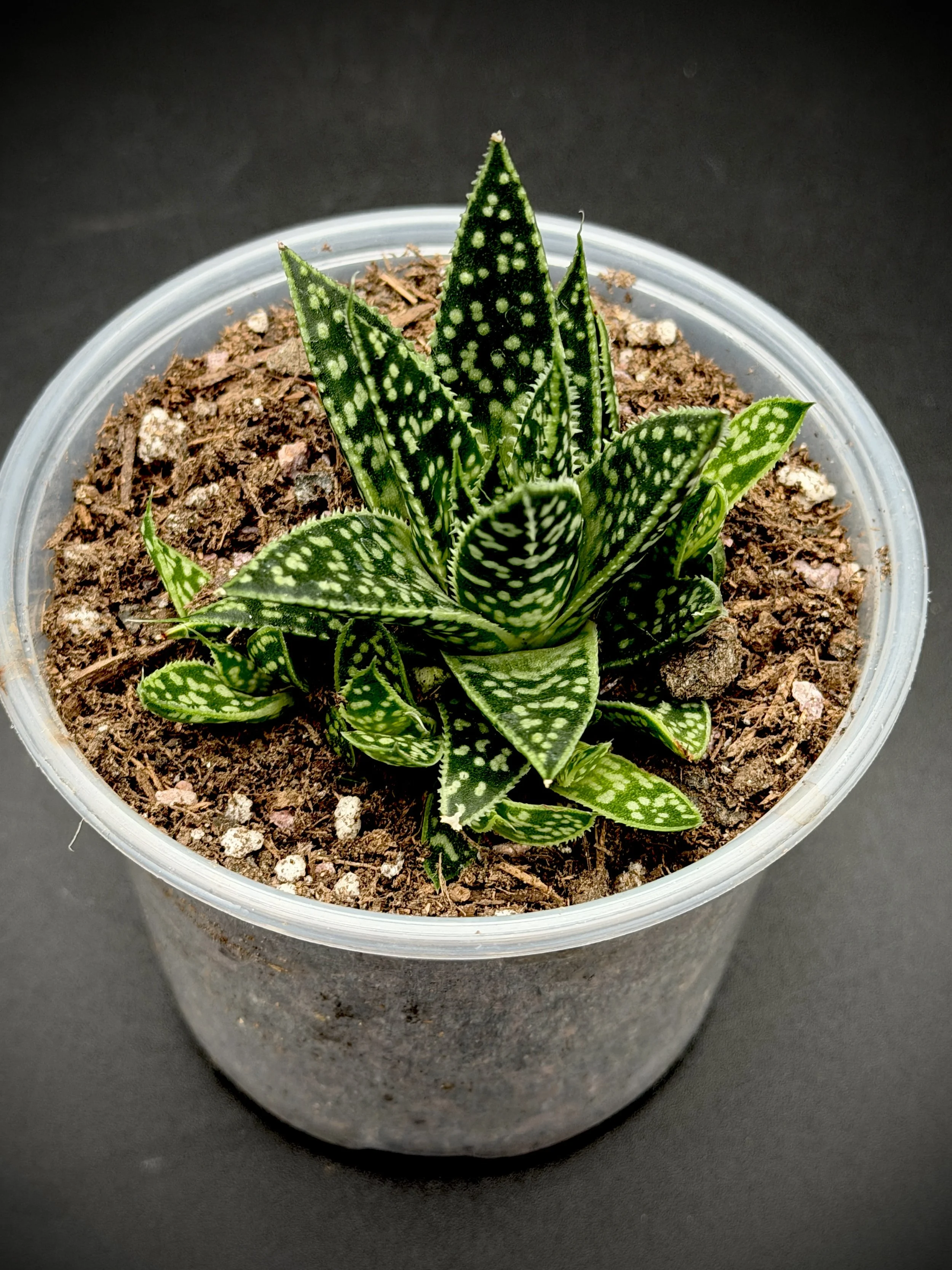 Gasteraloe Hybrid