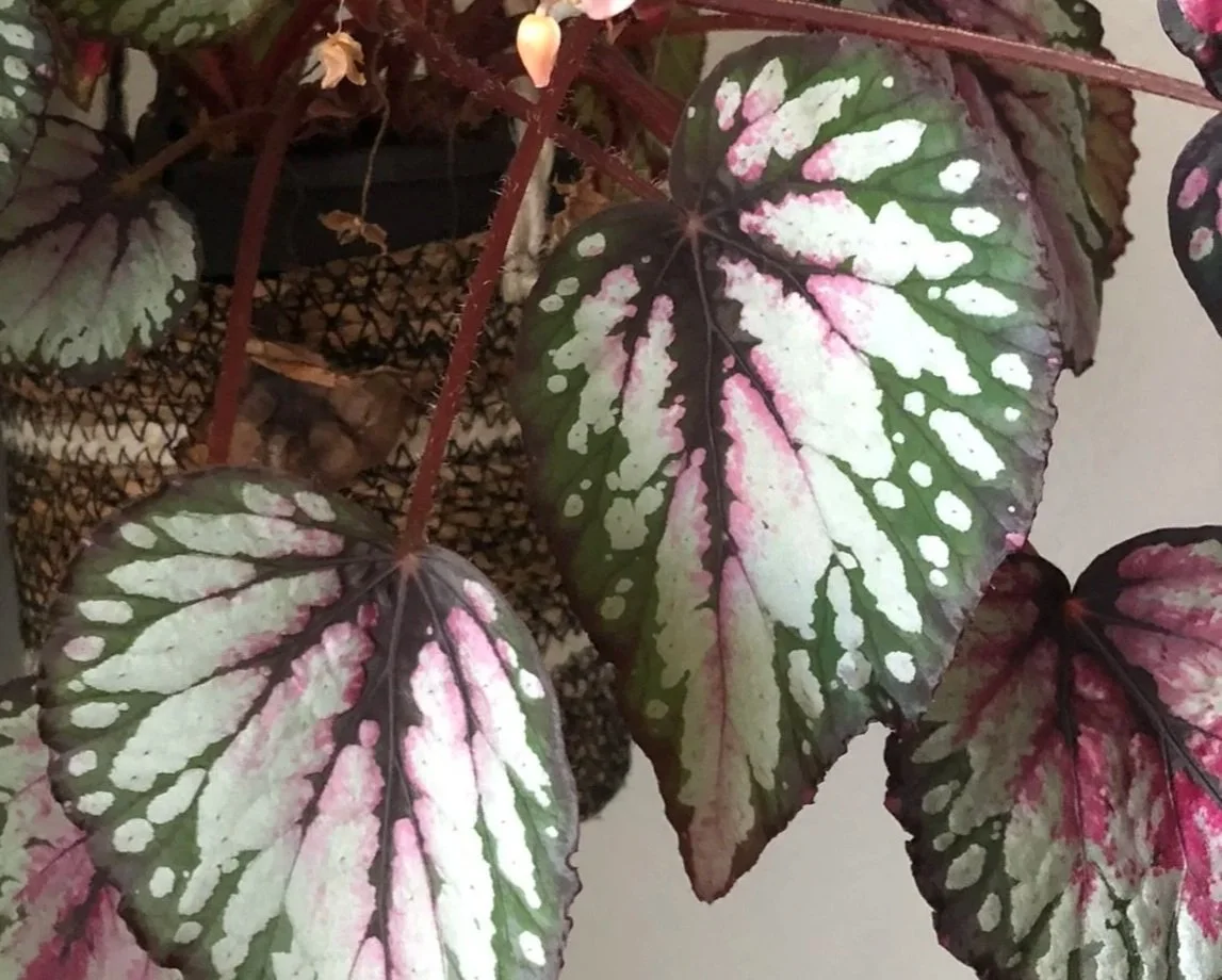 Begonia