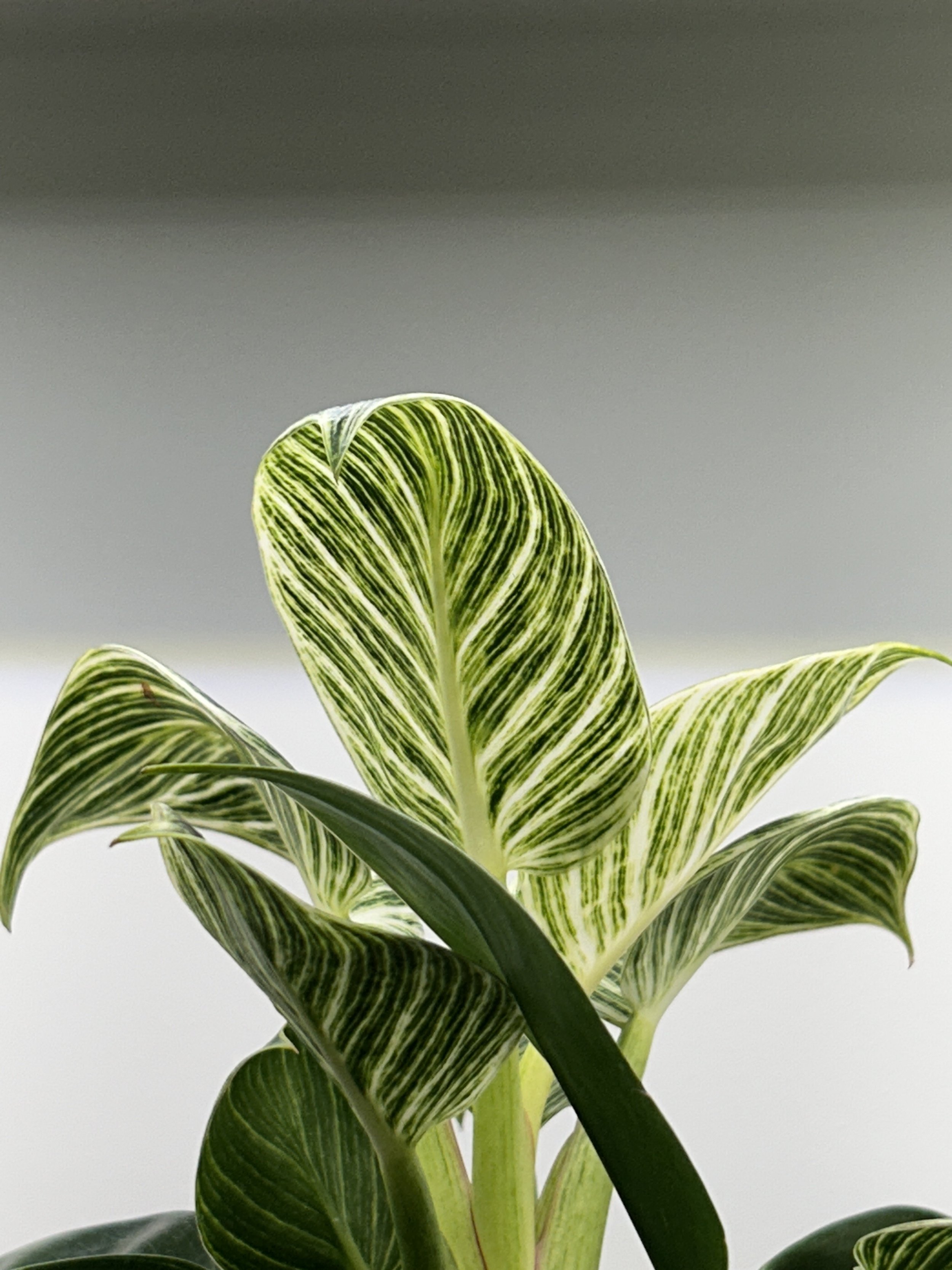 Philodendron