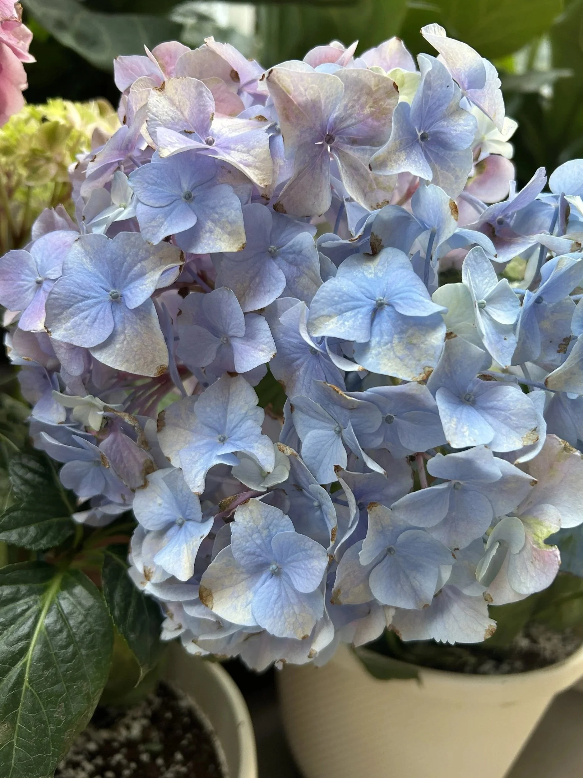 Soil pH and Why it Matters