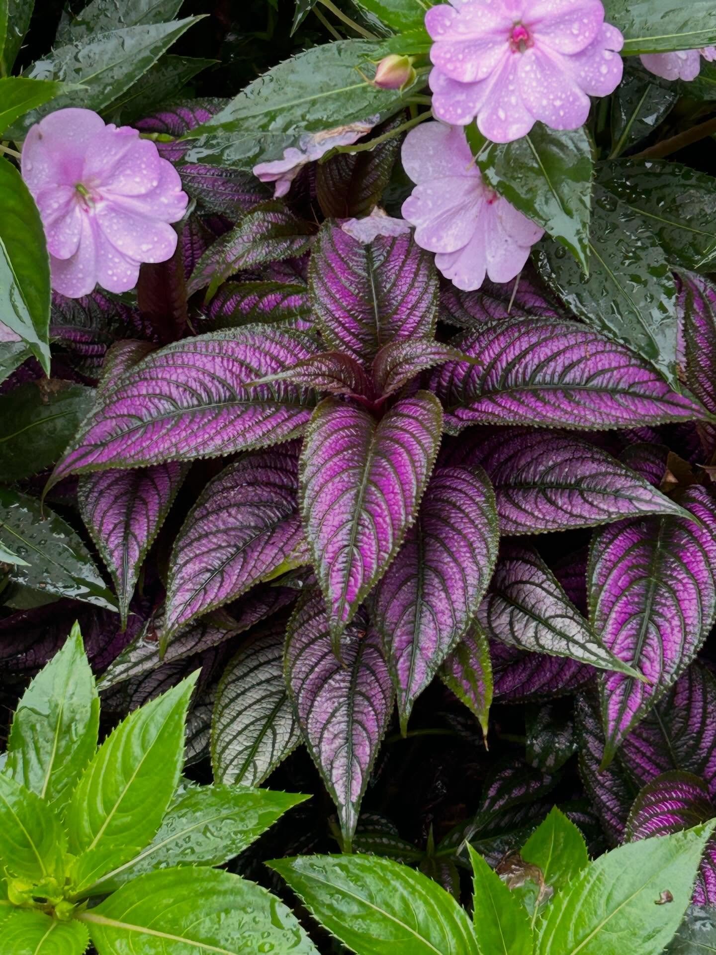 Strobilanthes dyeriana (Persian Shield)