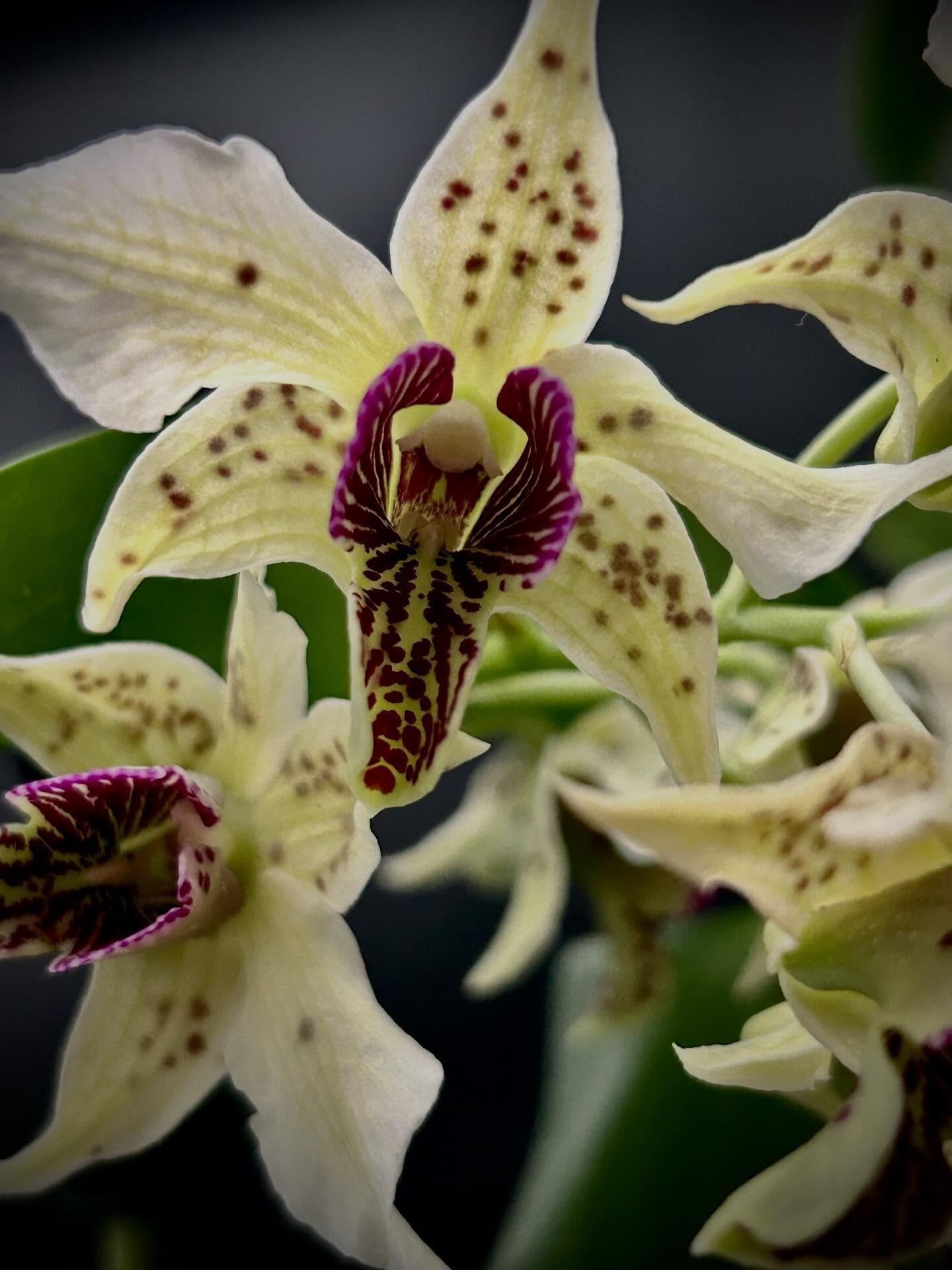 Dendrobium Latouria Hybrid