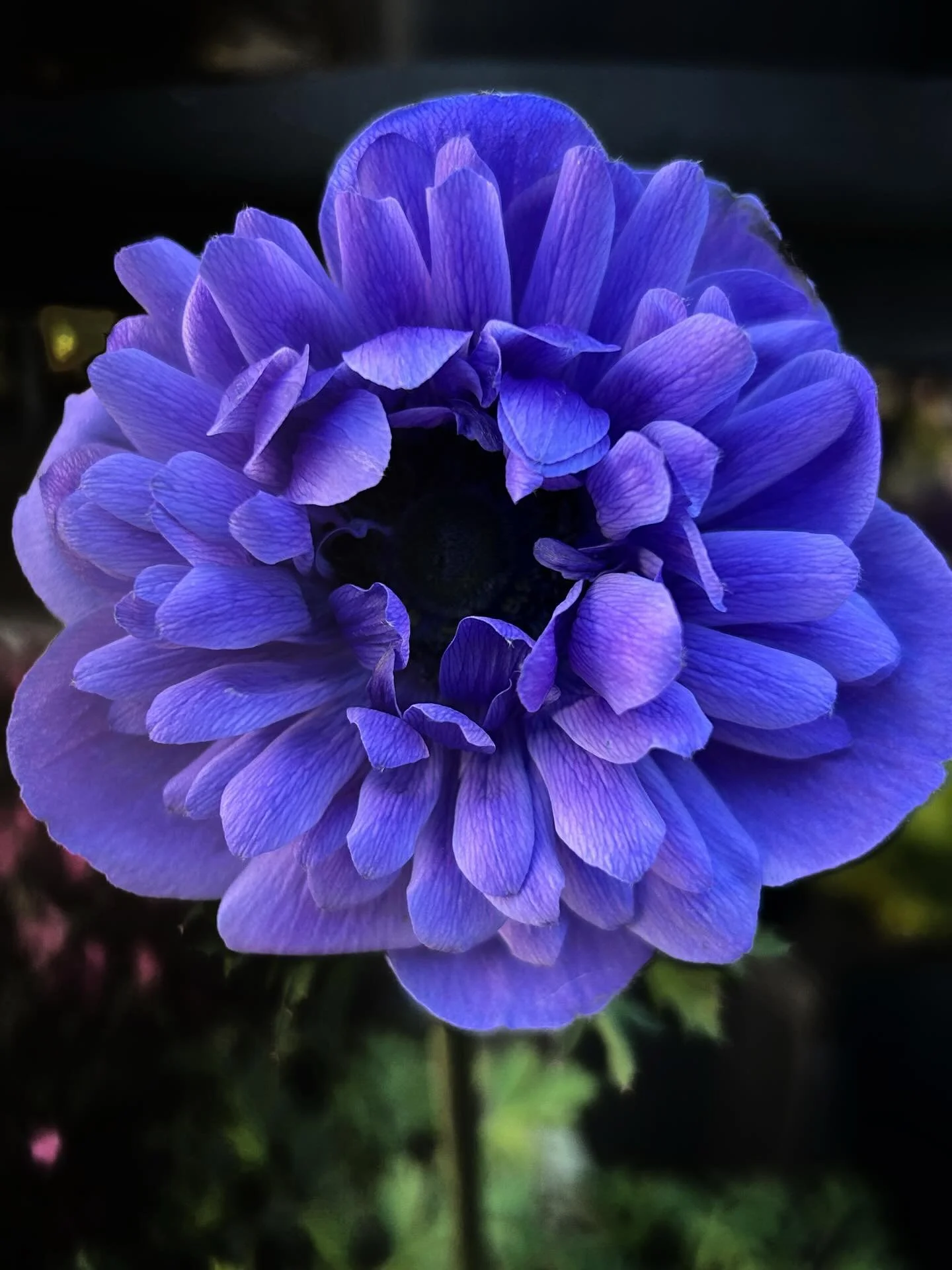 Gorgeous purple anemone. Picked her up yesterday for the patio. Fingers crossed she doesn&rsquo;t melt in the NM heat 💜