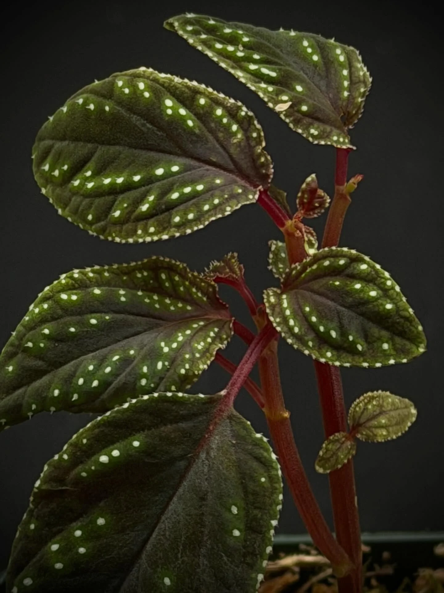 Sonerila sp ranau velvet white spots. The leaves really do look like they&rsquo;re glowing. One of the most delicate plants I own; she lost about 6 leaves in transit, but she has some excellent new growth. She lives in a glass cloche with medium to l