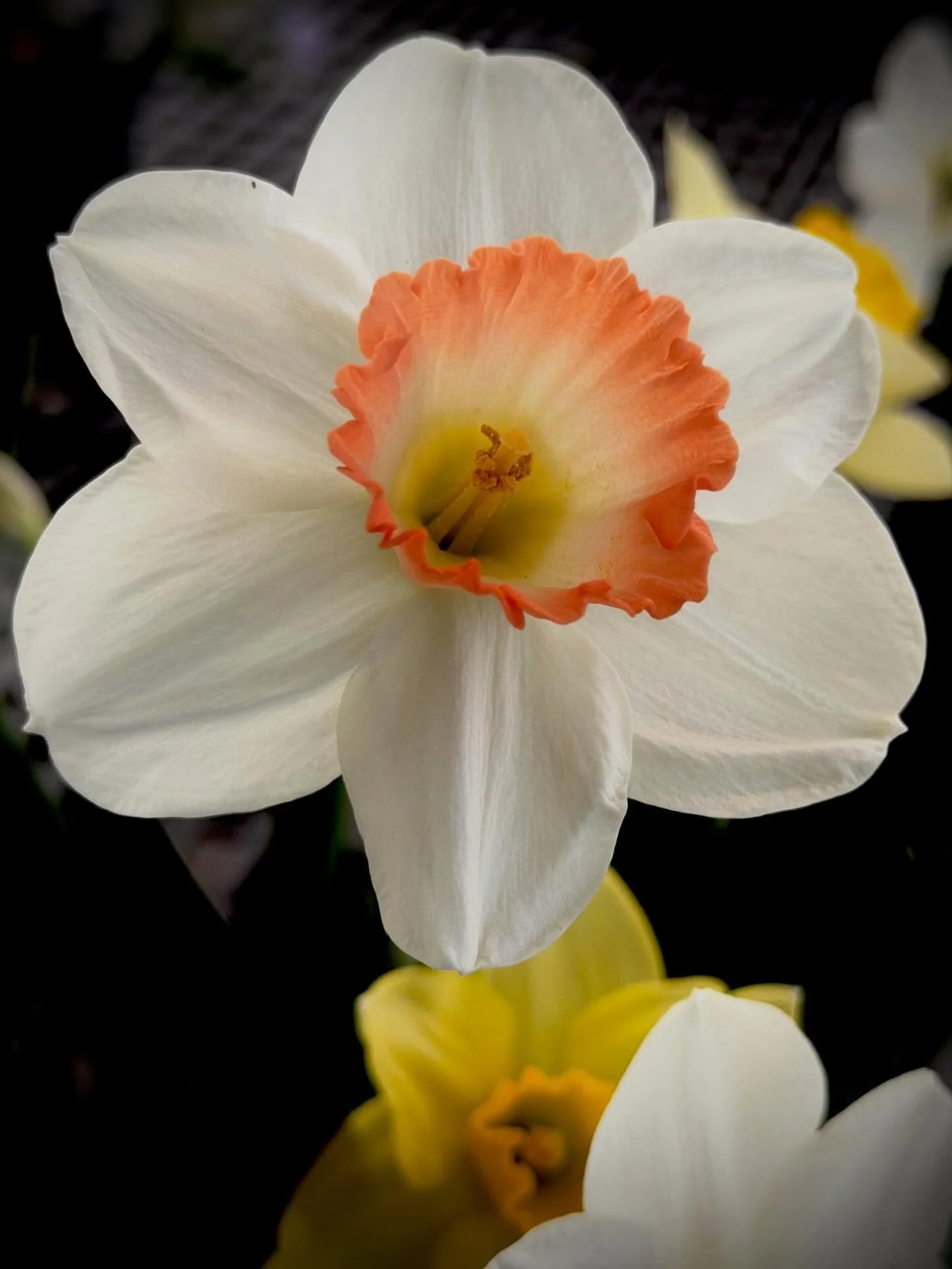 It&rsquo;s the time for daffodils 💛