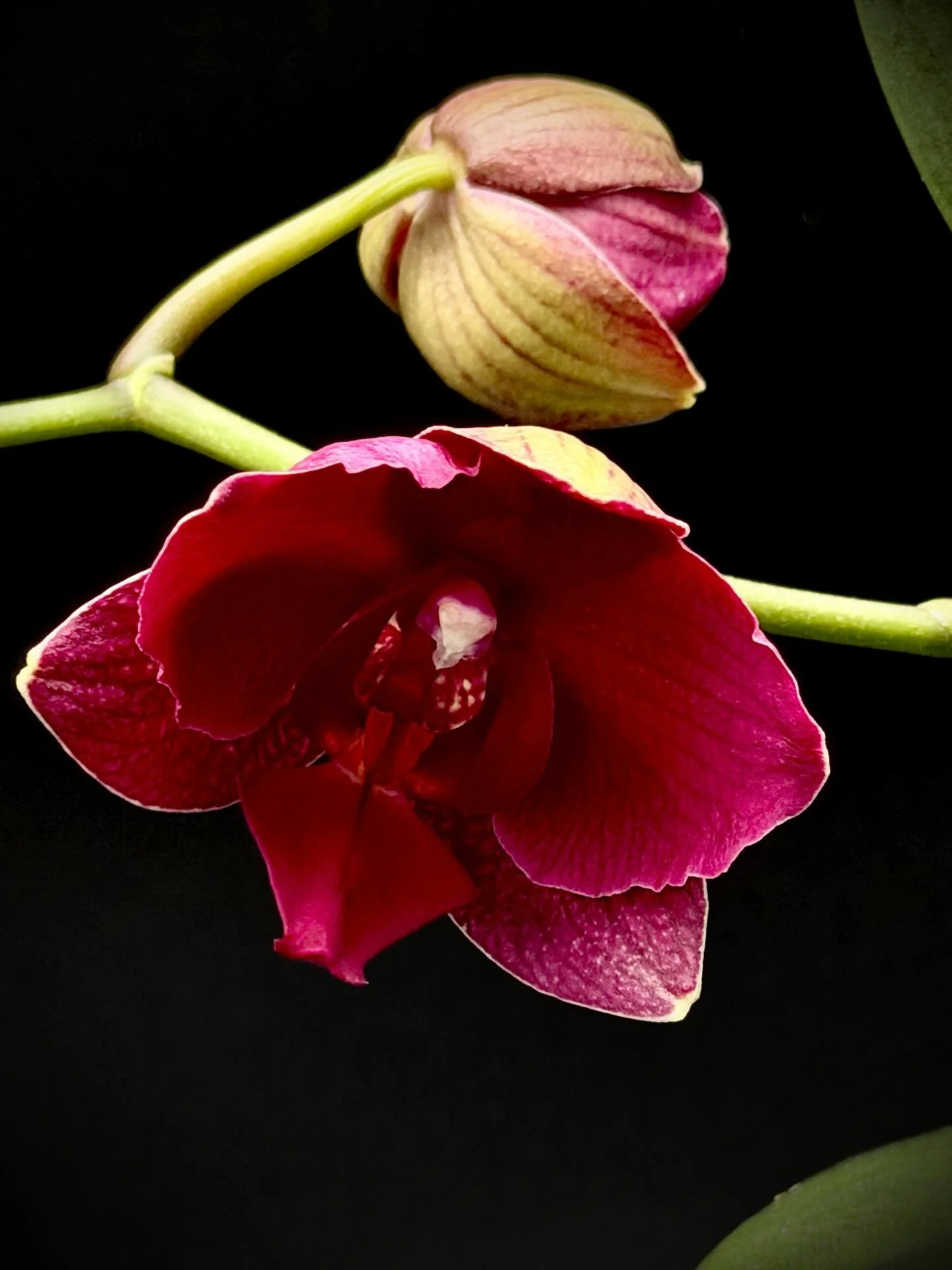 The Phal that lives in the bathroom. She loves the little frosted window in there. I think the cool nights help her bloom better.