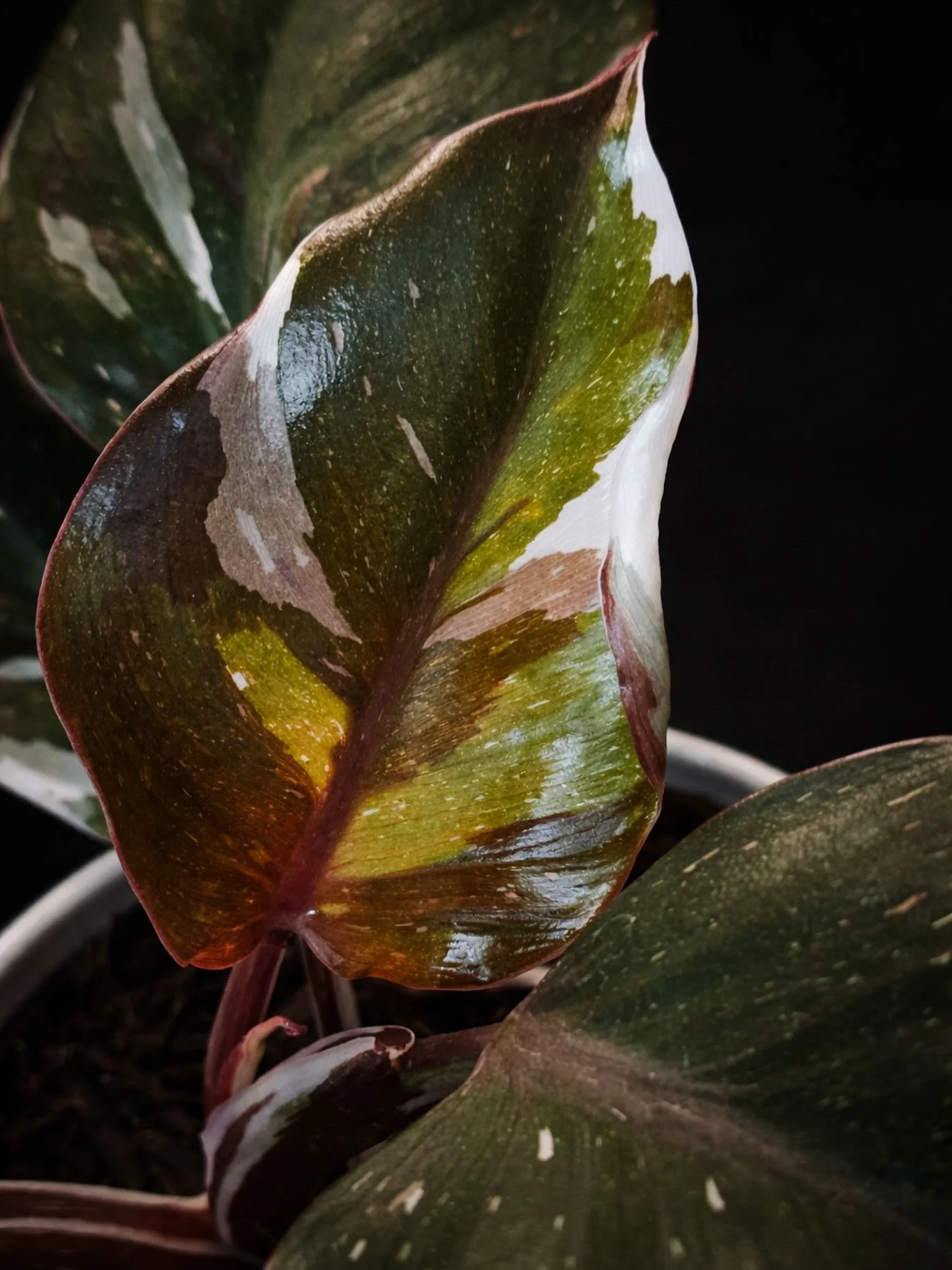 Philodendron &lsquo;White Knight&rsquo;