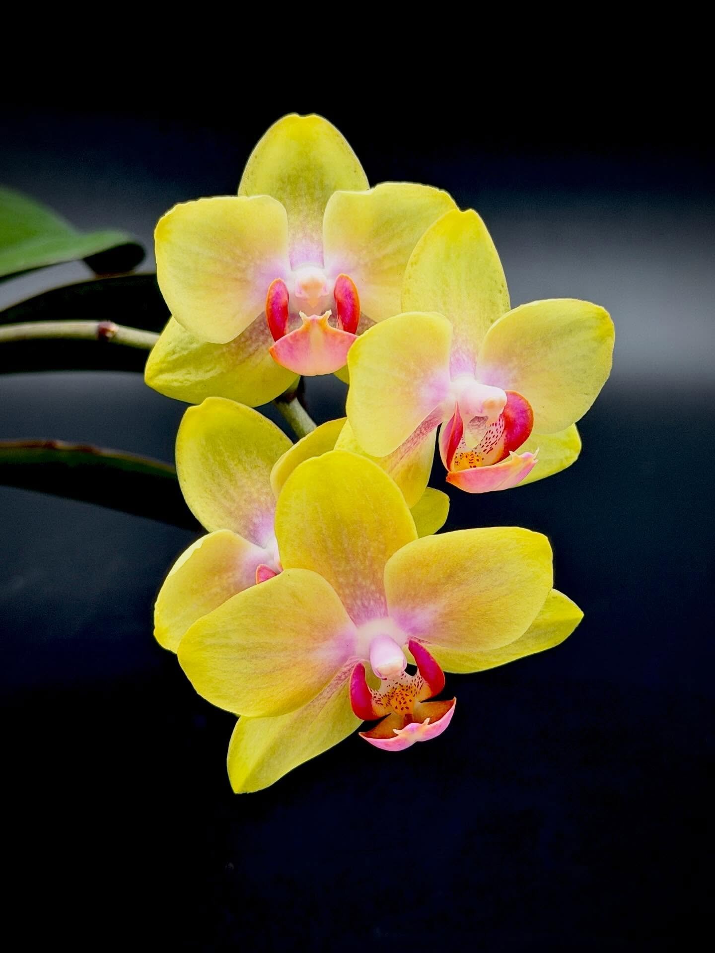 Unless the spikes are really heavy, I don&rsquo;t usually clip them to stakes. I think they&rsquo;re beautiful left natural.