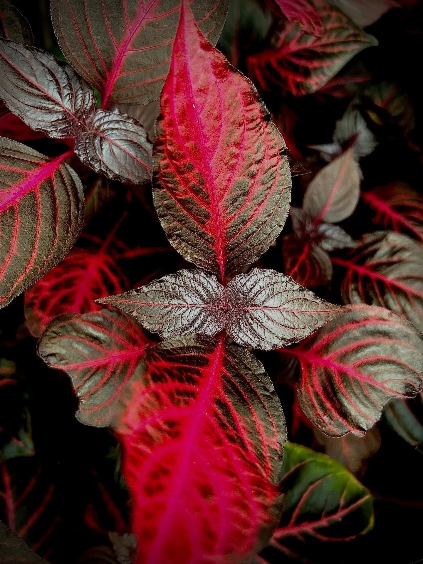 Coleus