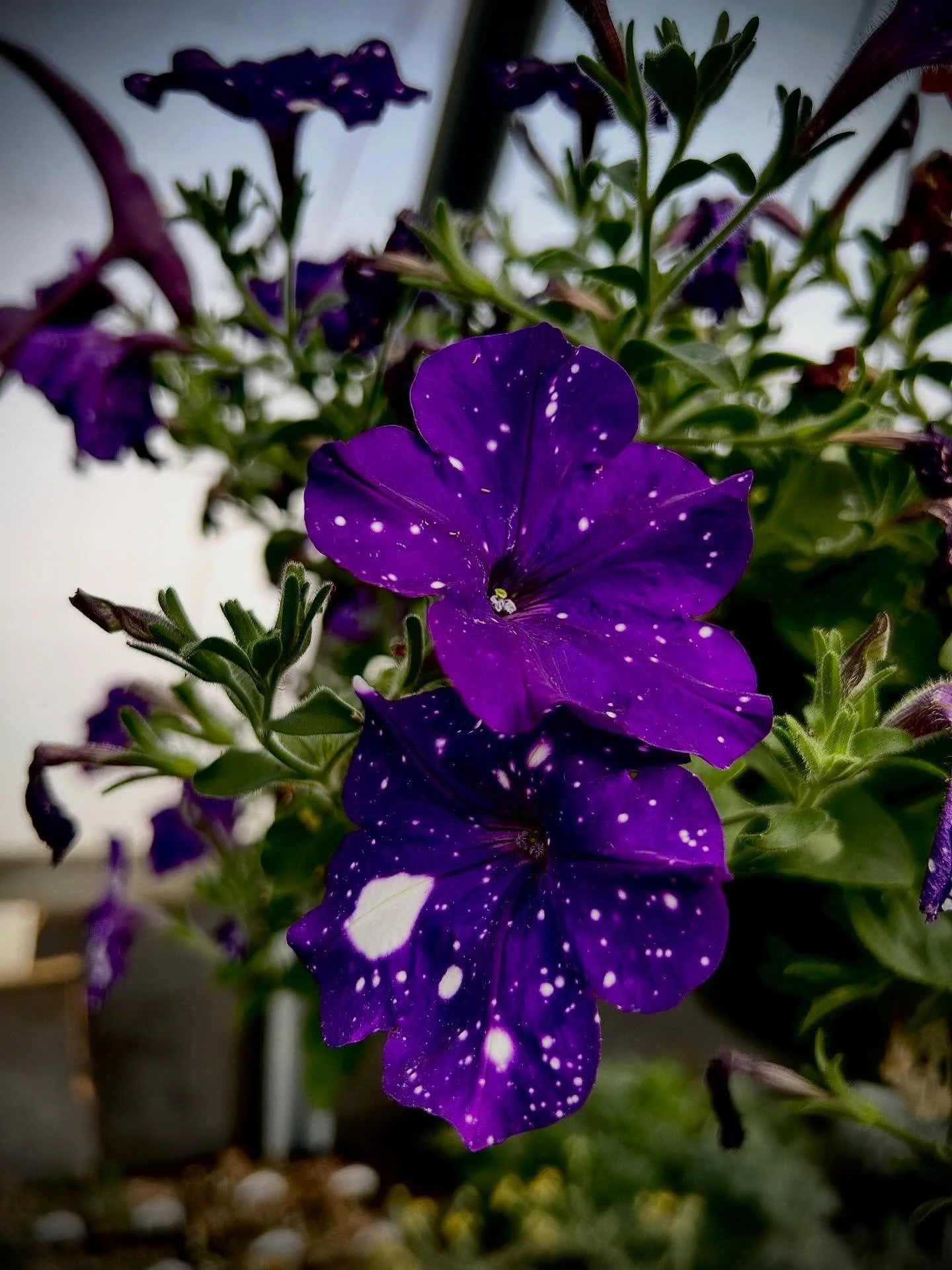 Purple Galaxy Petunias