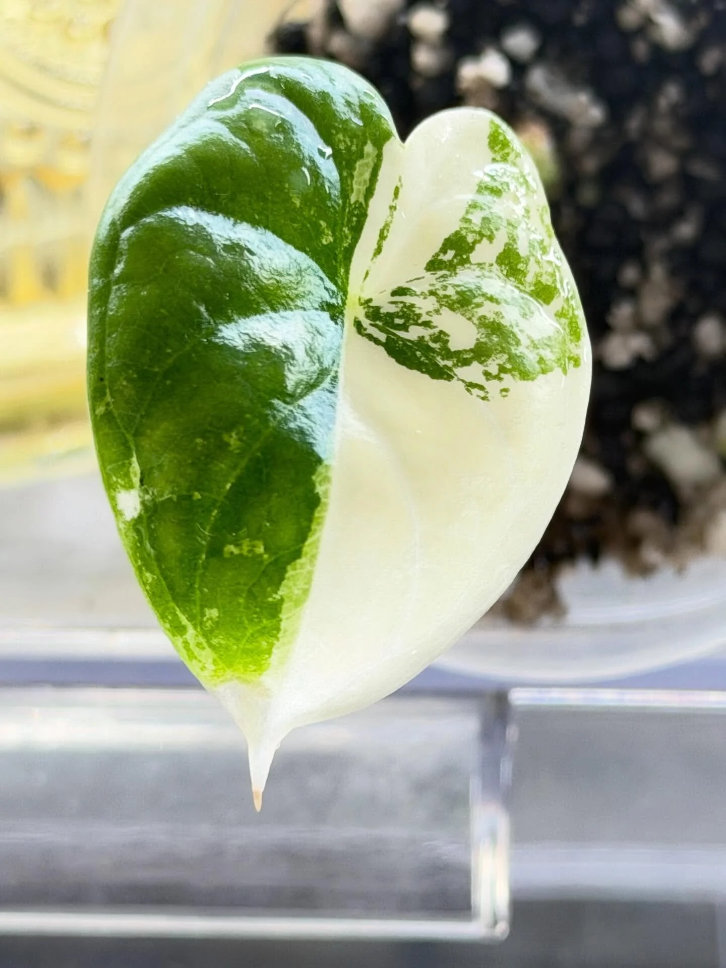 Alocasia Dragon Scale Albo