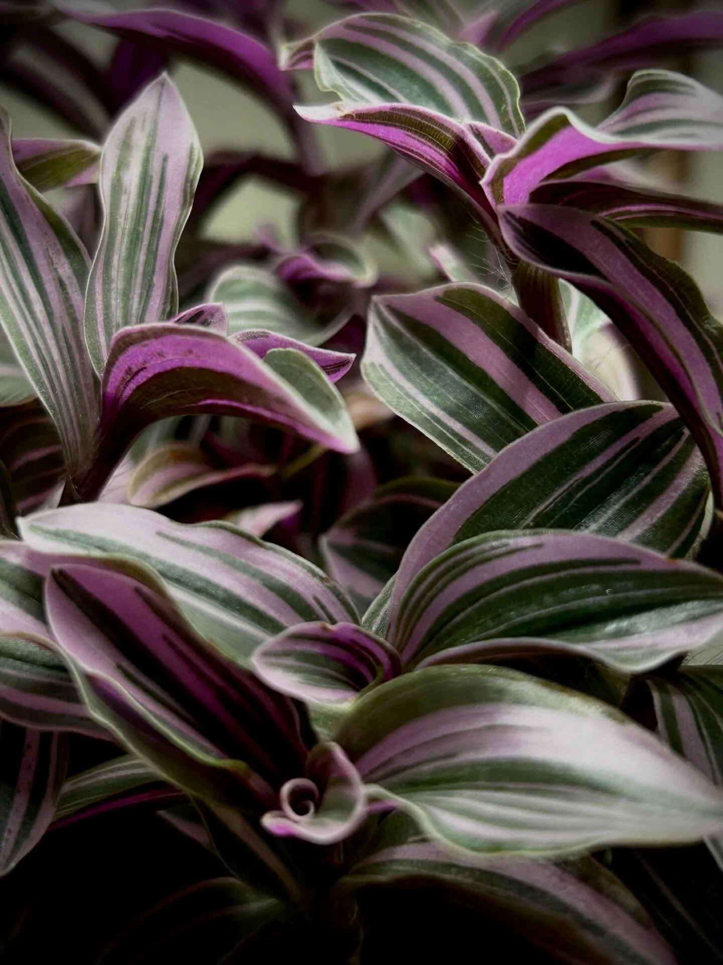 What are you working on today? Took some cuttings from a Tradescantia Nanouk last night. Now that they&rsquo;re calloused over, I&rsquo;m going to work on getting them into some water. Tradescantia are some of the best growers; easy to propagate and 