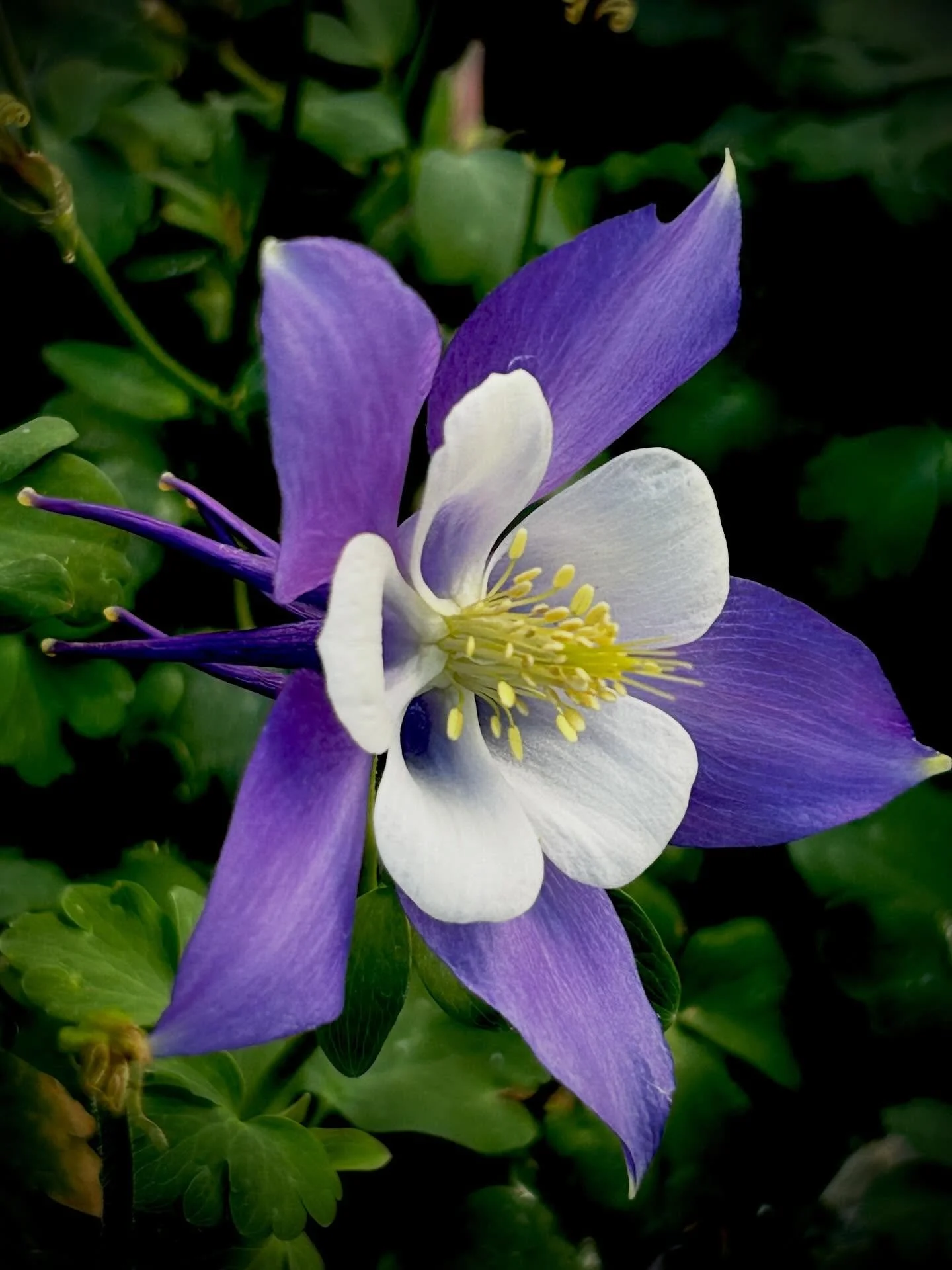 Columbine&mdash;One of my favorite flowers. So otherworldly