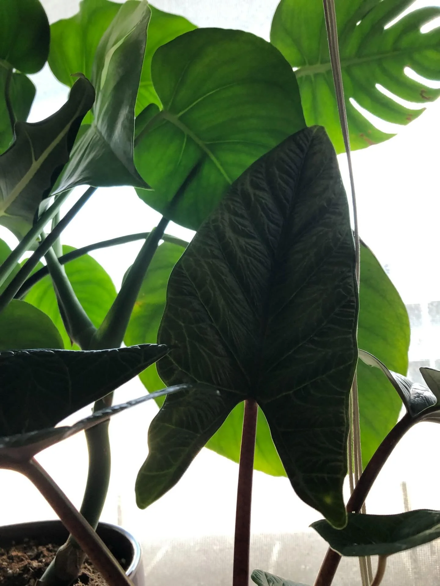 Alocasia Scalprum