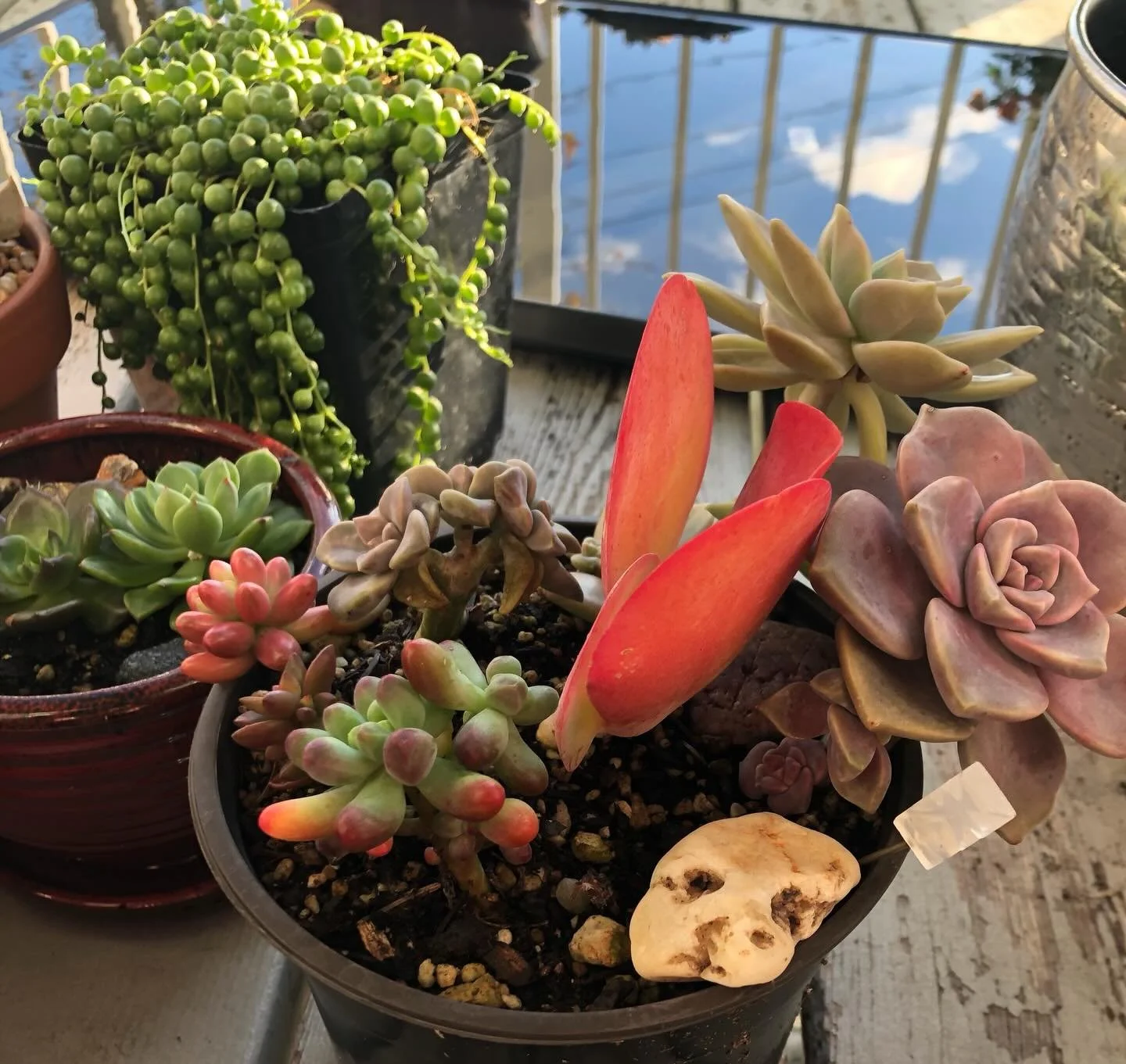 Not only do Jelly Bean Sedums change color when exposed to the sun, but they also change with hot or cold temperatures. This one got its red and purple colors after being exposed to cold temperatures in late Fall.