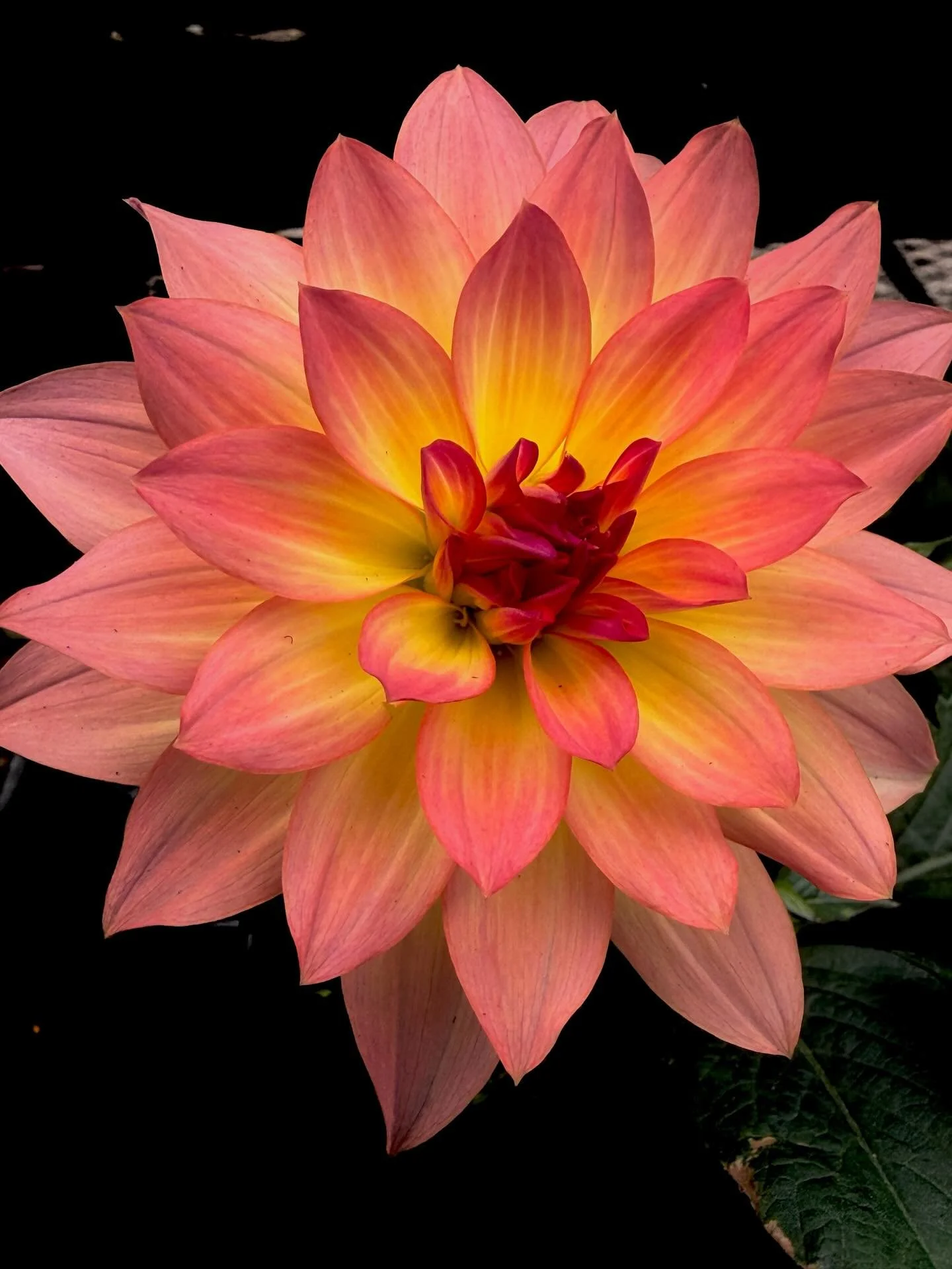 Beautiful dahlia at the garden center today