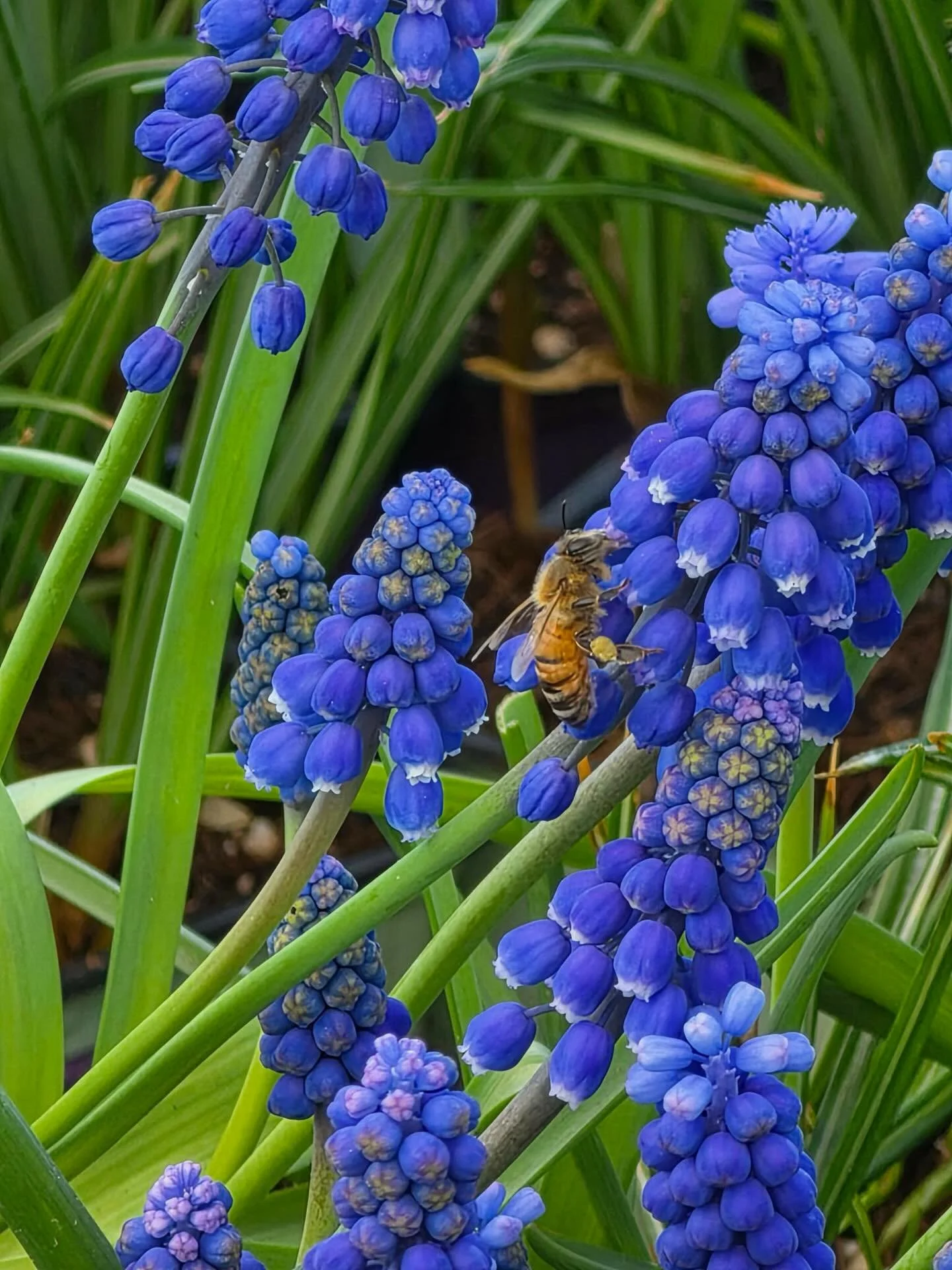 The honey bees are out and about 🐝