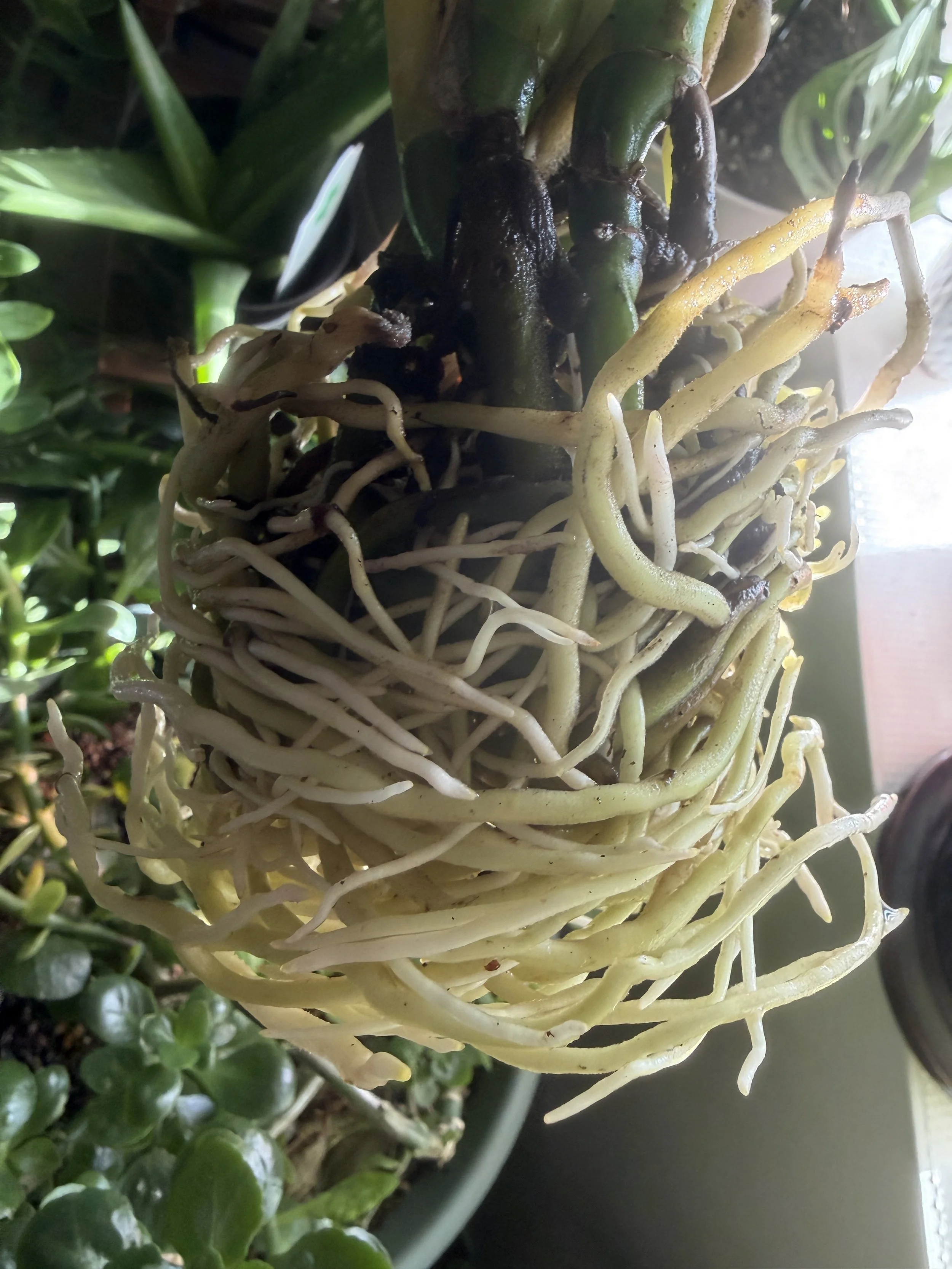 Roots: As Above, So Below
