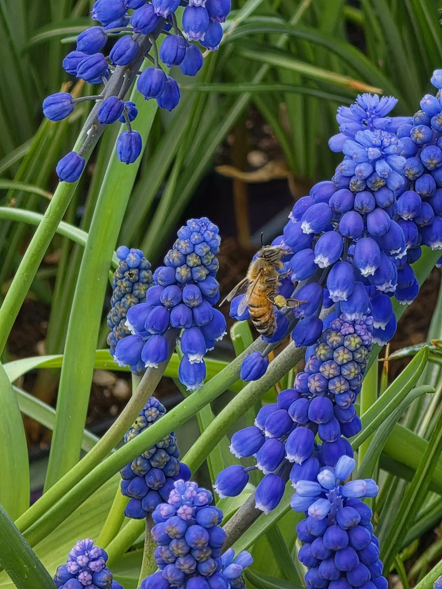 Natural Pesticides