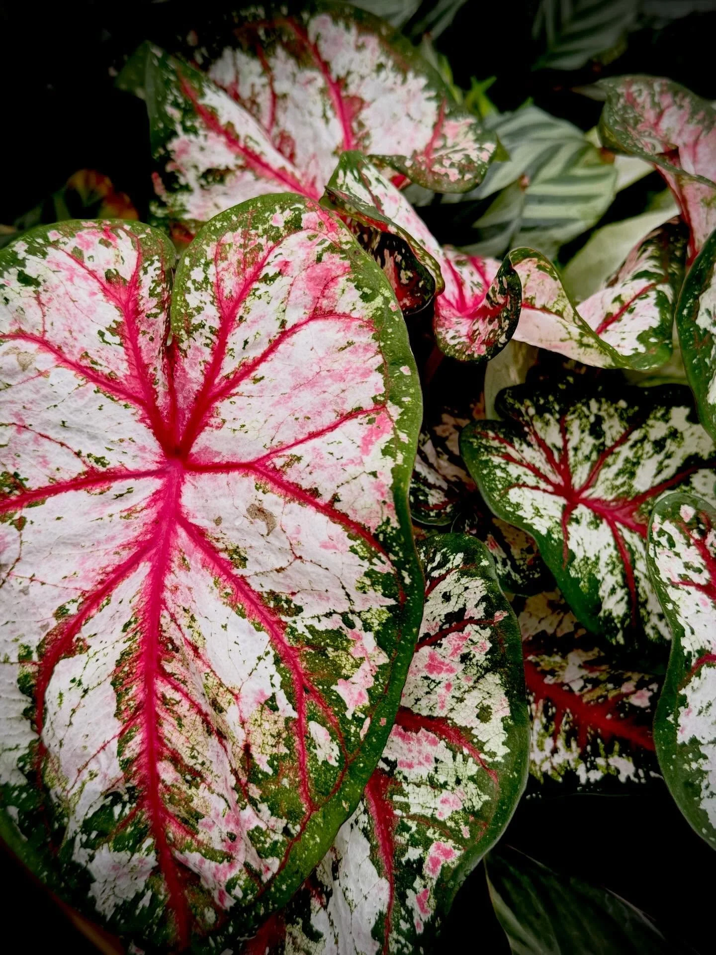 Love love love caladiums