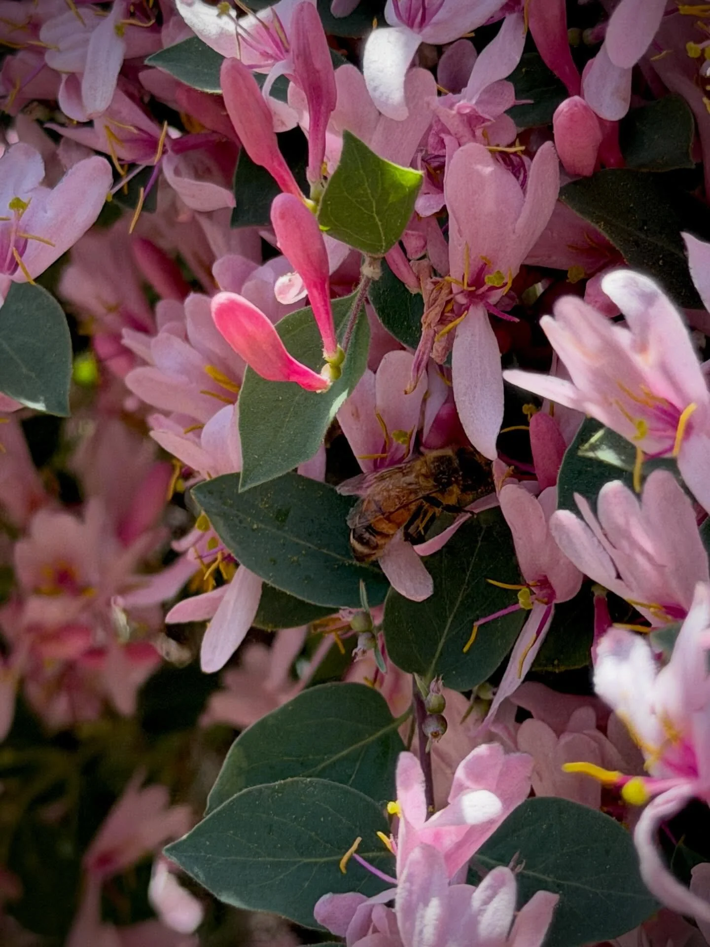 A sweet little bee enjoying the flowers 🐝