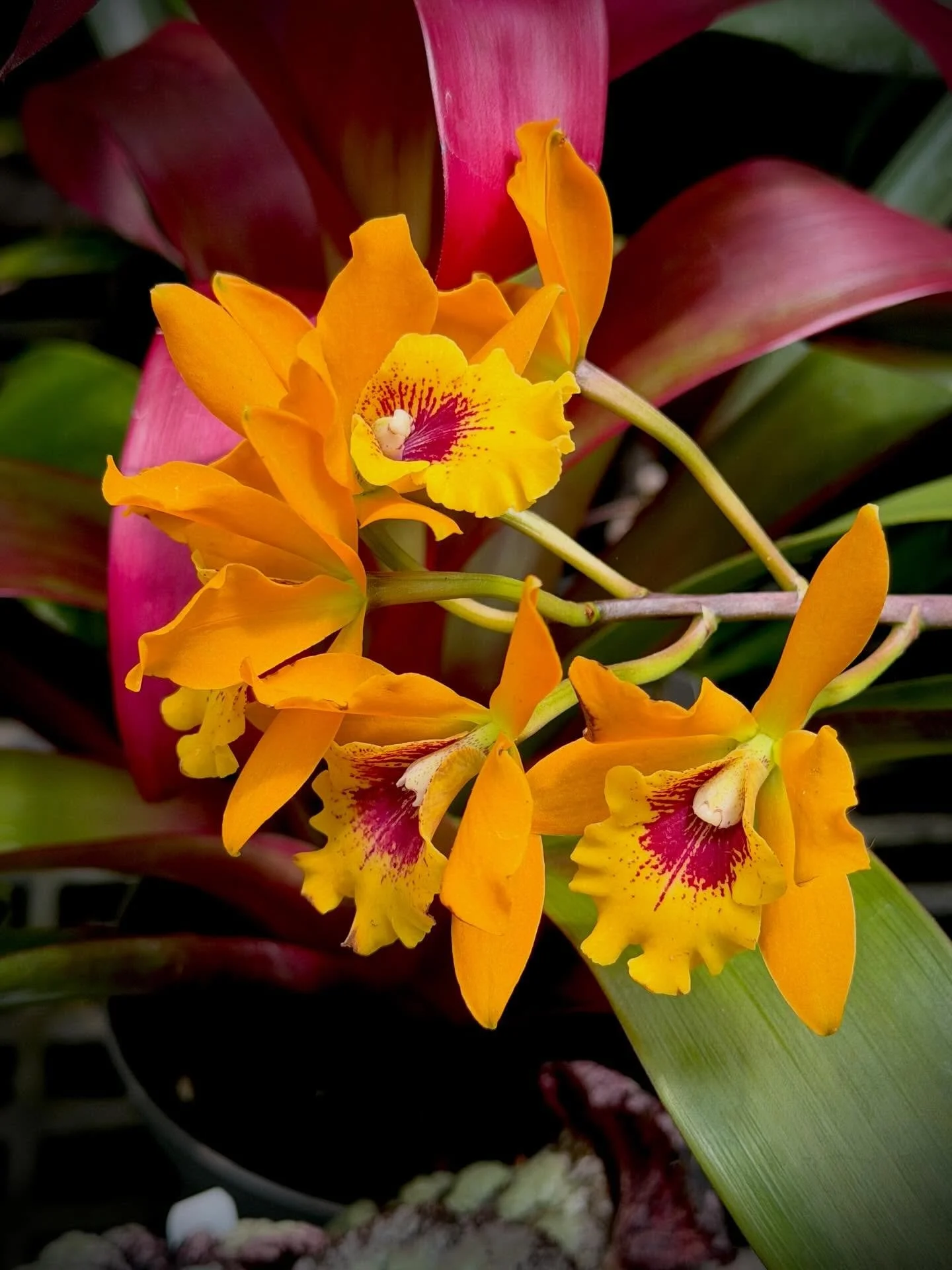 Cattleya labiata
