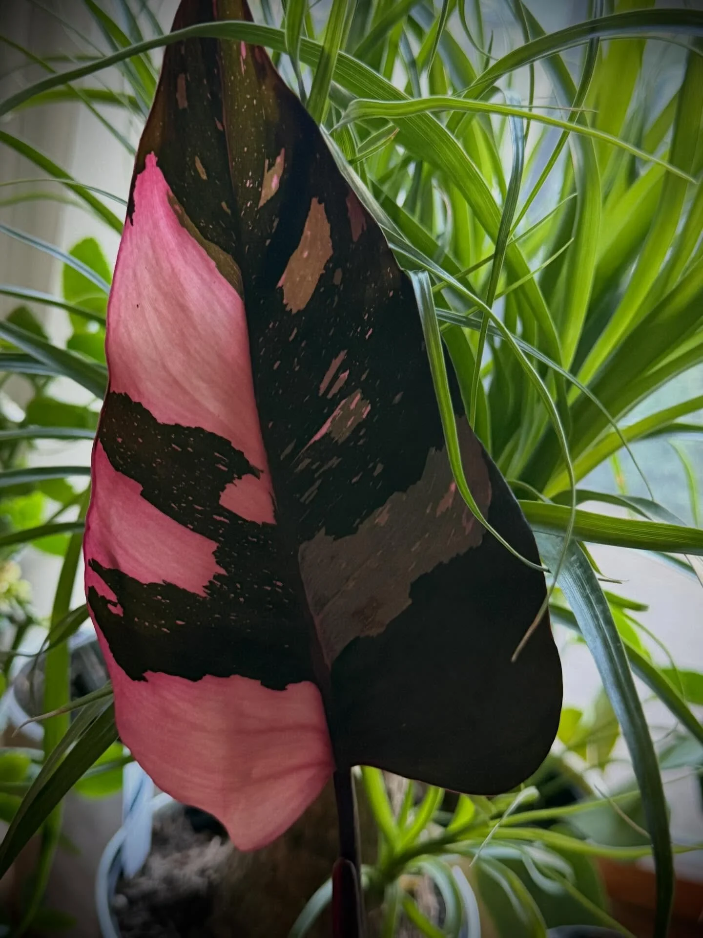 Philodendron &lsquo;Pink Princess&rsquo; 🩷