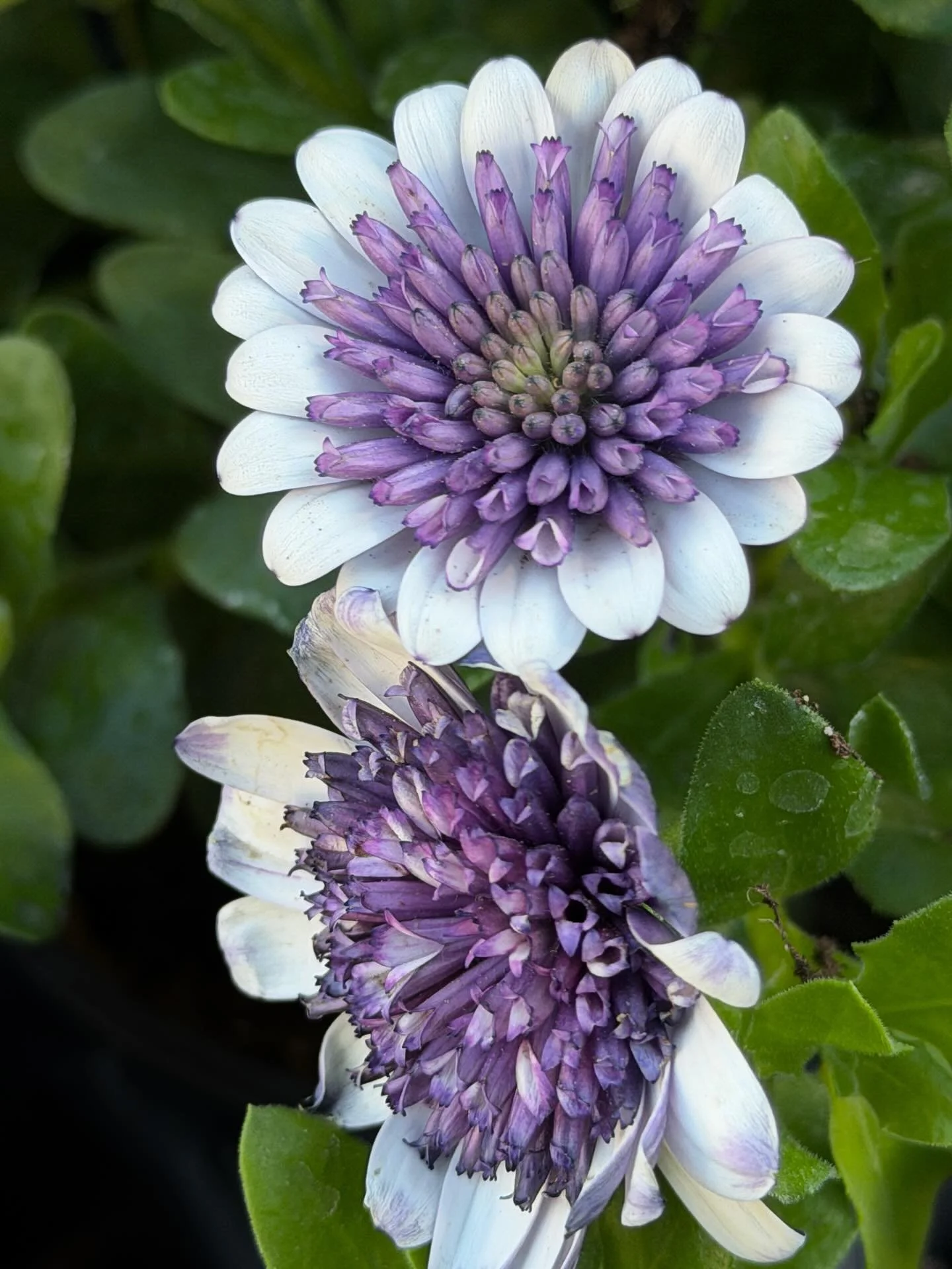 Osteospermum ecklonis&mdash;a type of African Daisy 💜