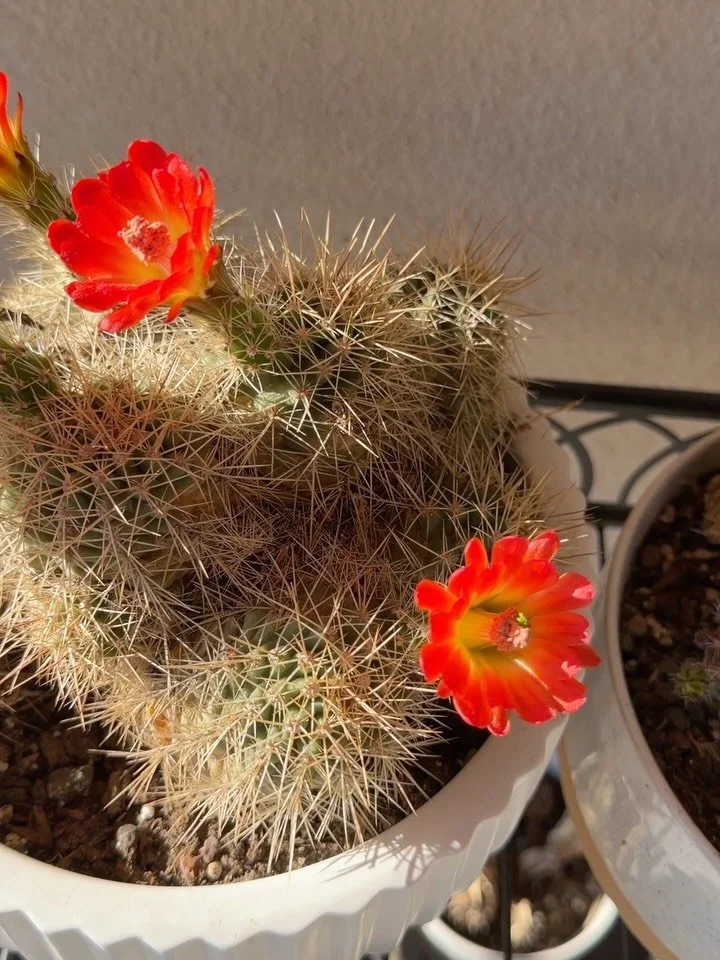 Was thrilled to see so many blooms on my cactus outside 🧡