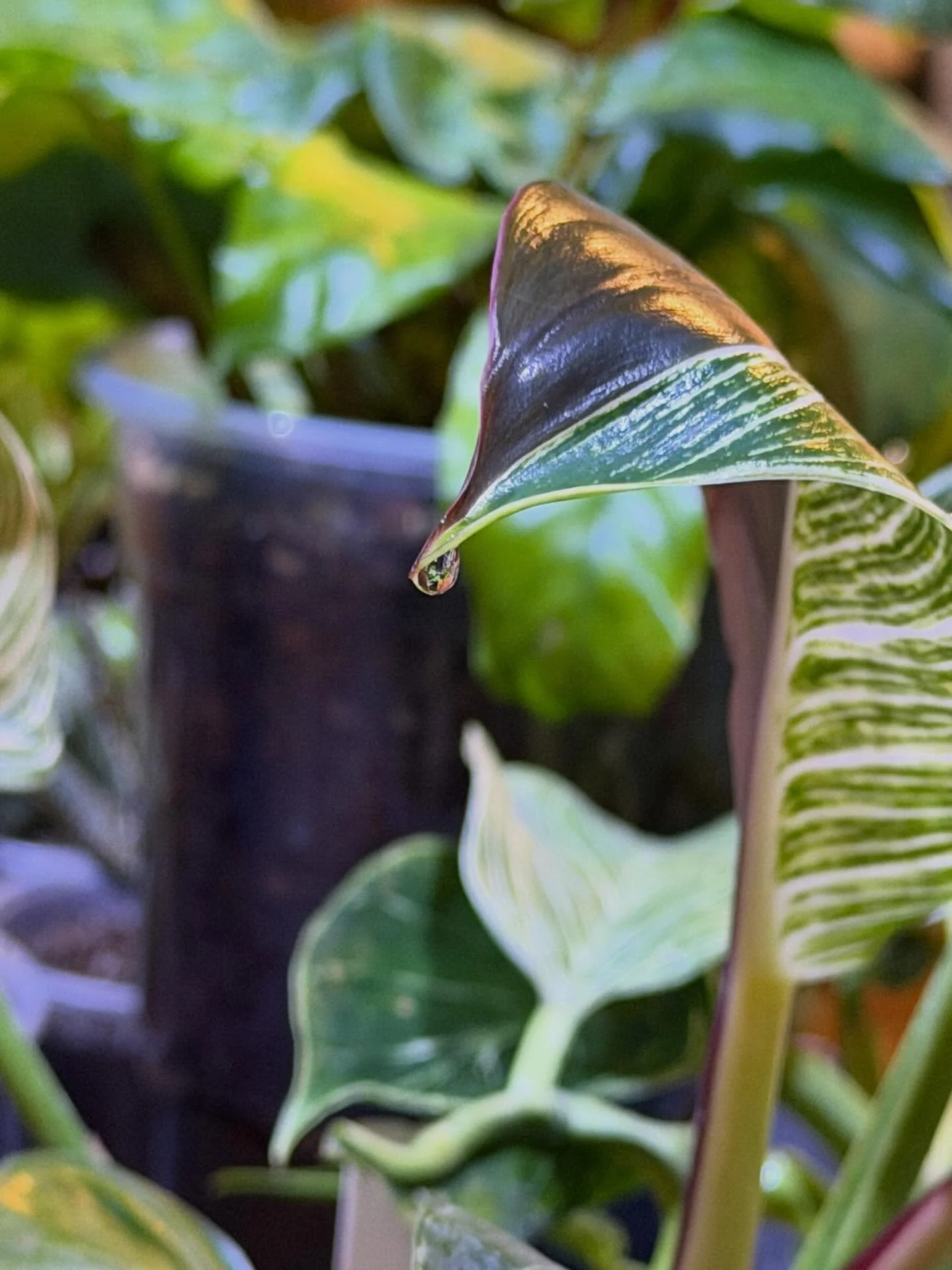Guttation is a process by which plants release water and excess minerals through the leaves. These droplets are a sign your plants are happy&mdash;but also a warning that they don&rsquo;t need any more water or nutrients at the moment. 🌱