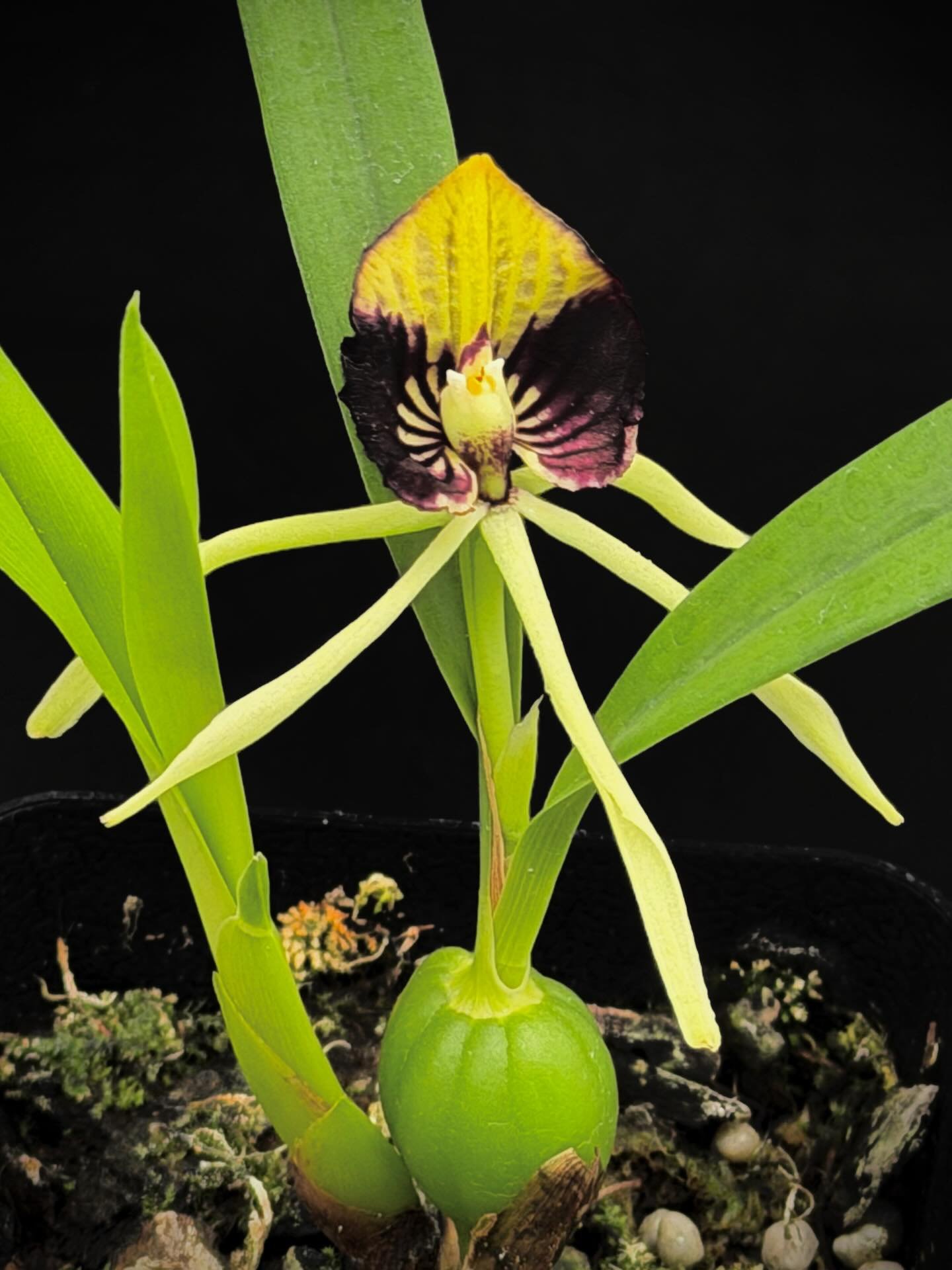 Picked up a beautiful Prosthechea cochleata this weekend&mdash;also known as a clamshell or octopus orchid. The blooms are fragrant and long-lasting.