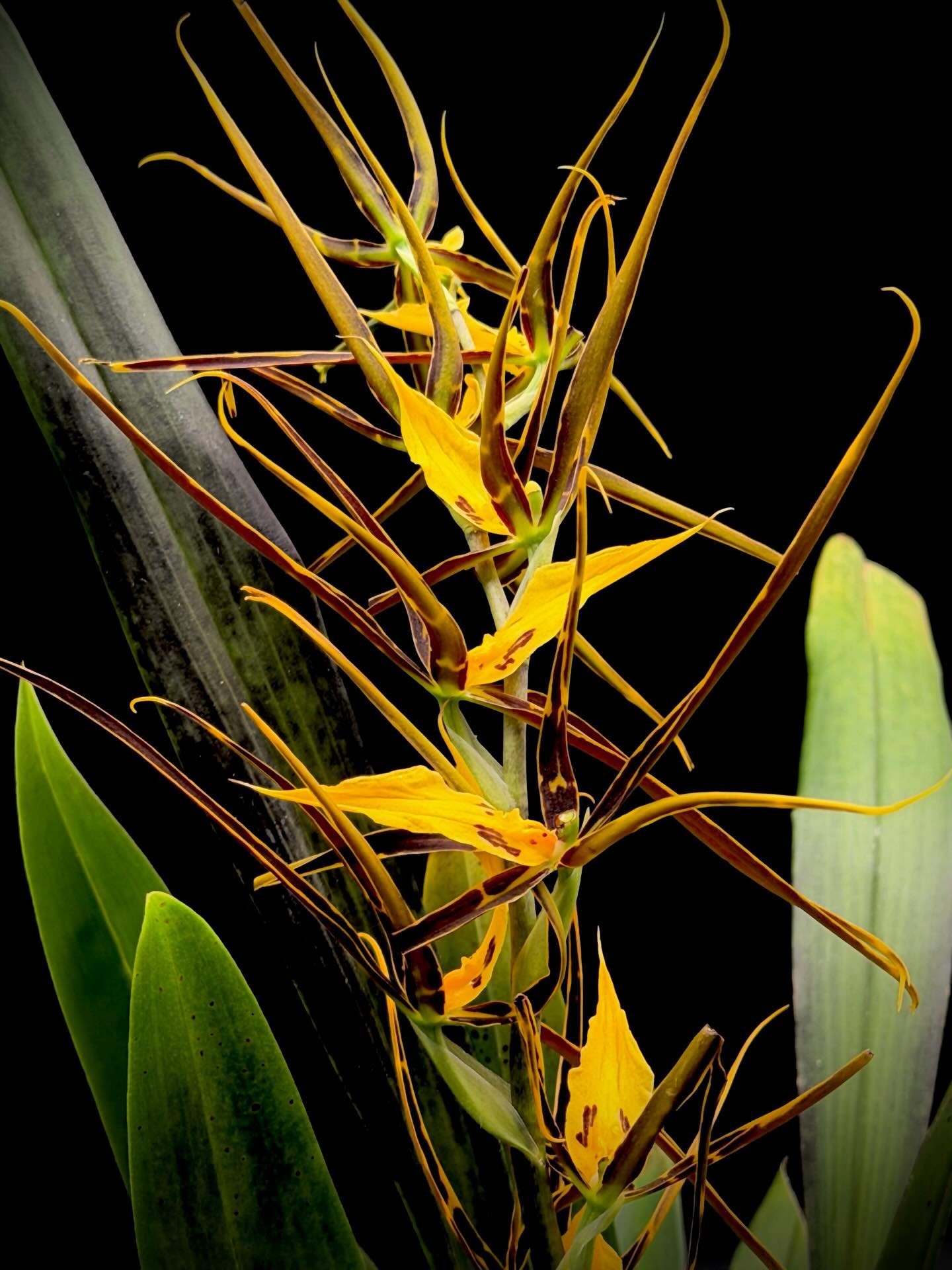 Brassia &lsquo;daddy long legs&rsquo;