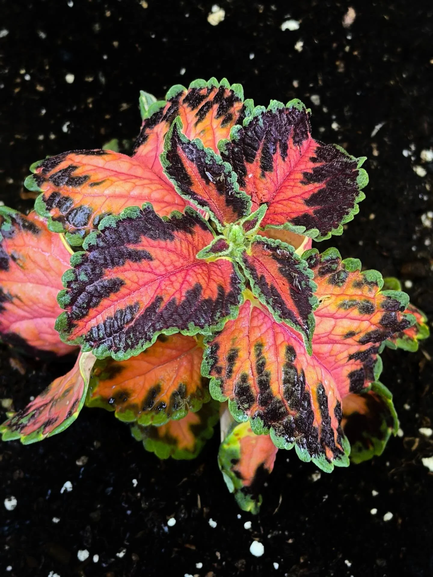 We planted some Coleus in the garden