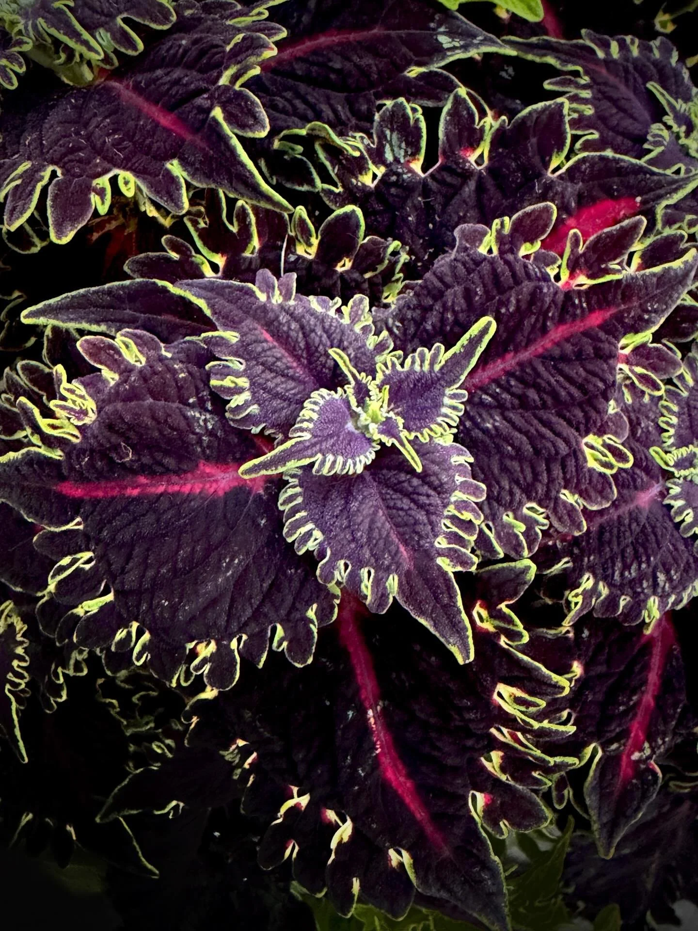 Another beautiful Coleus 🖤