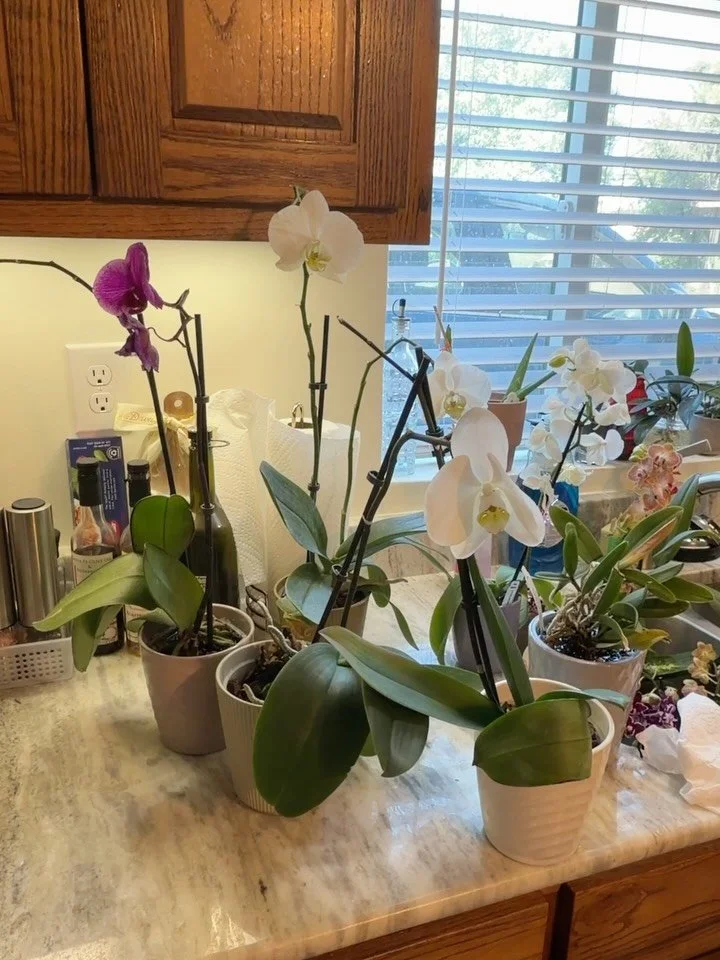 Massive orchid rehab today 😁