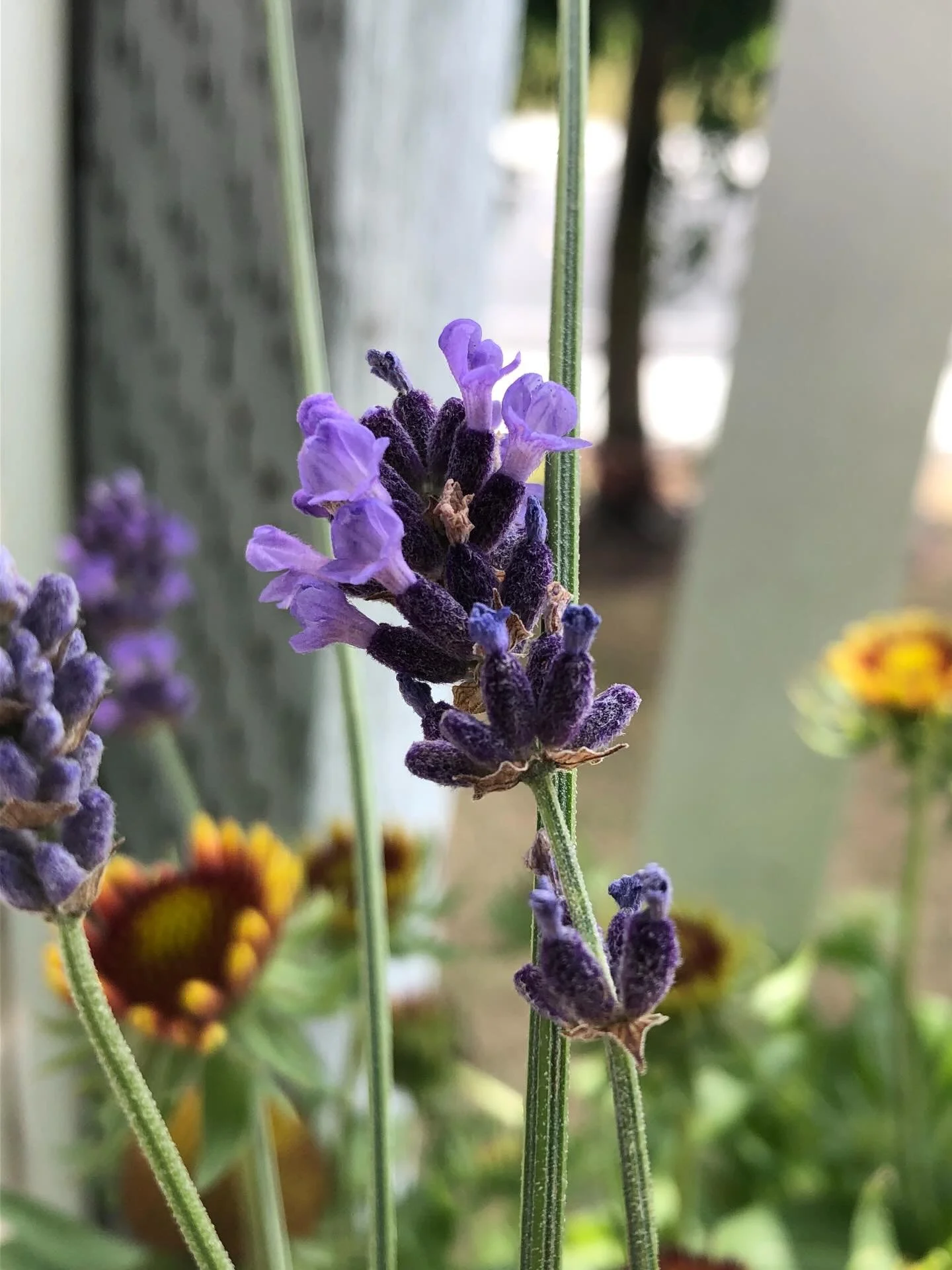 This photo was taken in 2019, back when I first started getting into plants. I watched these lavender flowers open in the morning sunlight. One of the most magical experiences of my life. 💜