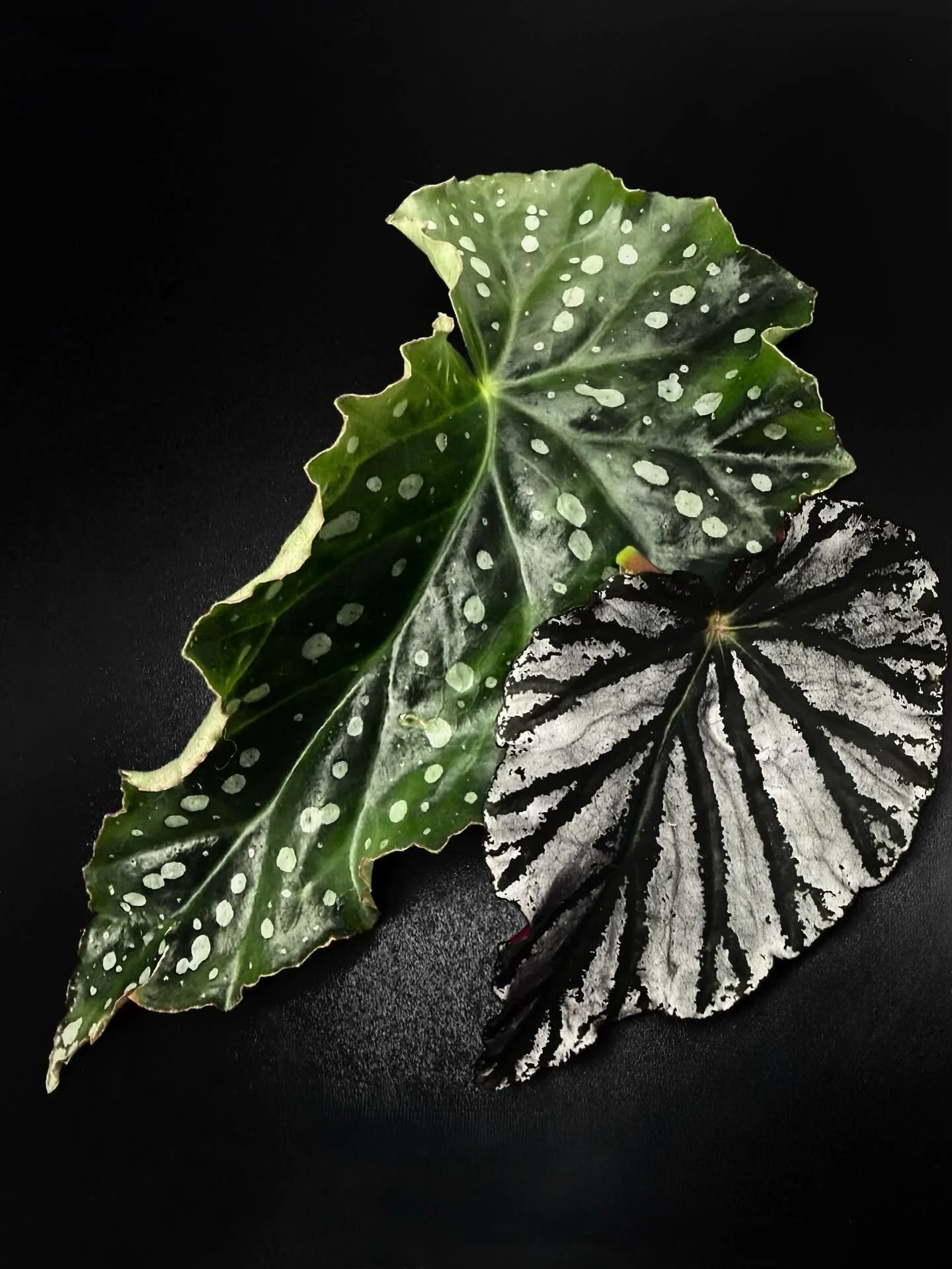 Took some cuttings today. These are some of the leftover leaves. Couldn&rsquo;t stand for them to go to waste, so I figured it would be a great photo op 🖤