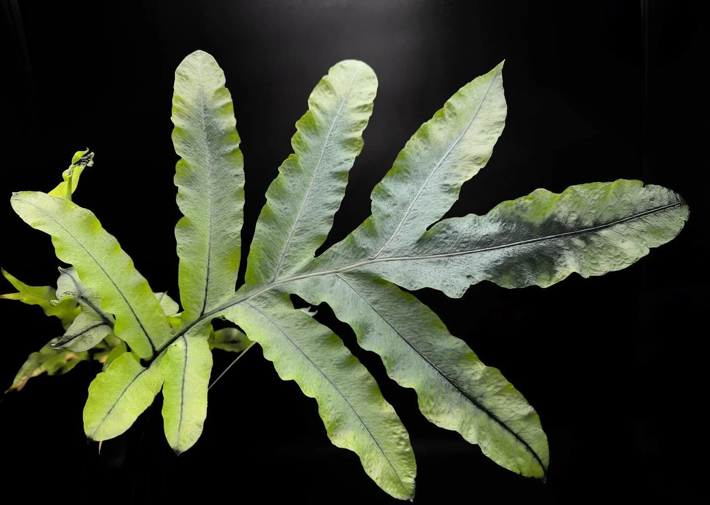 The fern in the bathroom is showing off with a gigantic new leaf