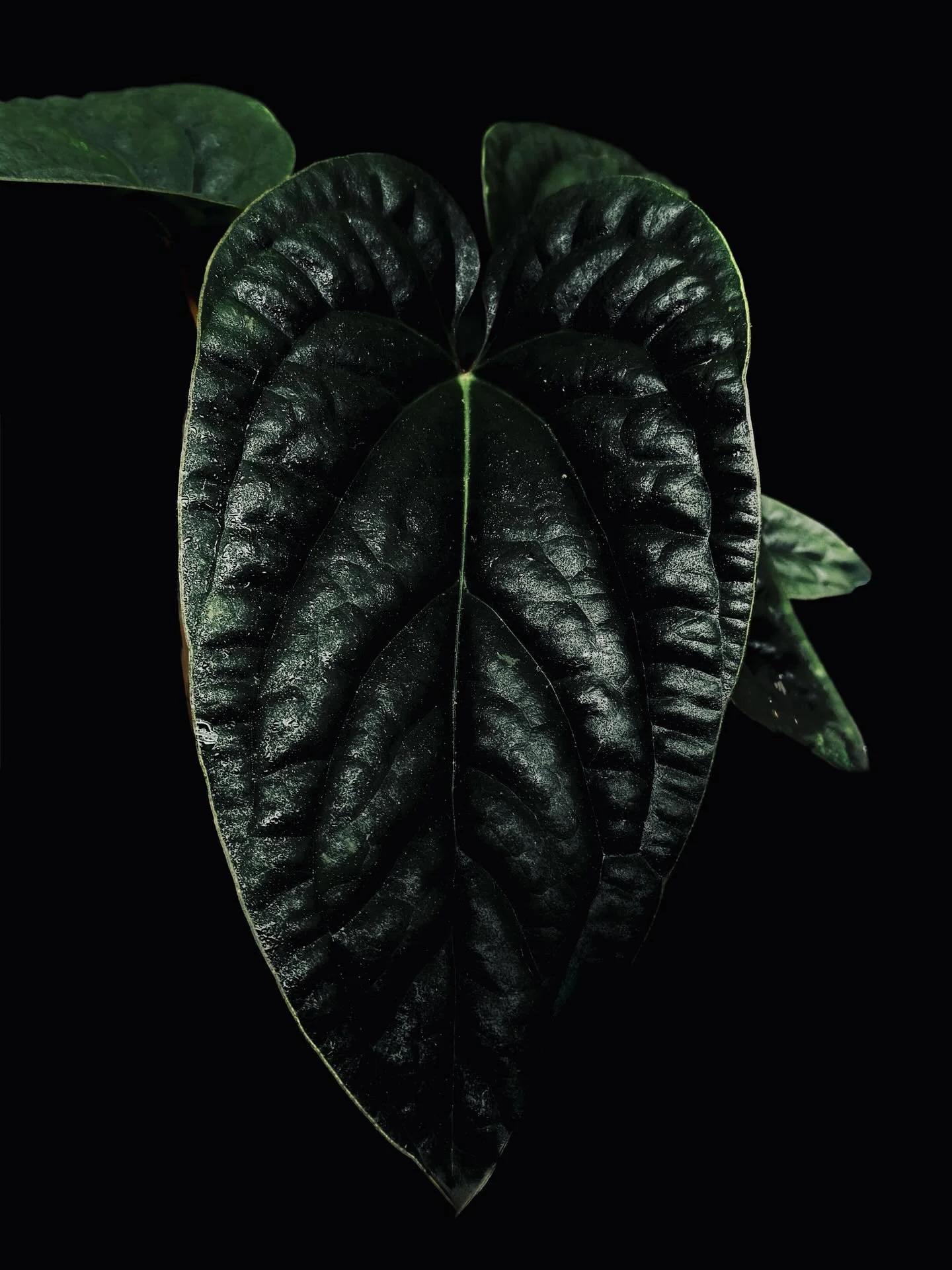 Anthurium radicans x luxurians 🖤